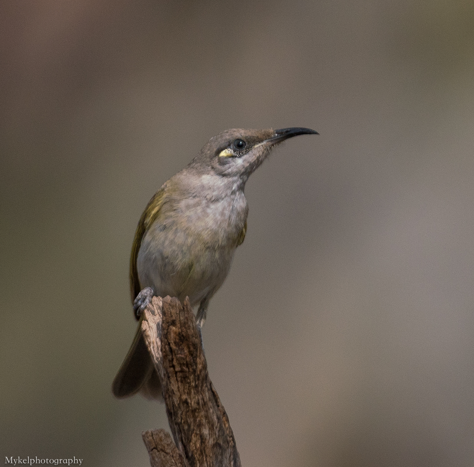  Brown Honeyeater, Lichmera indistincta Meliphagidae