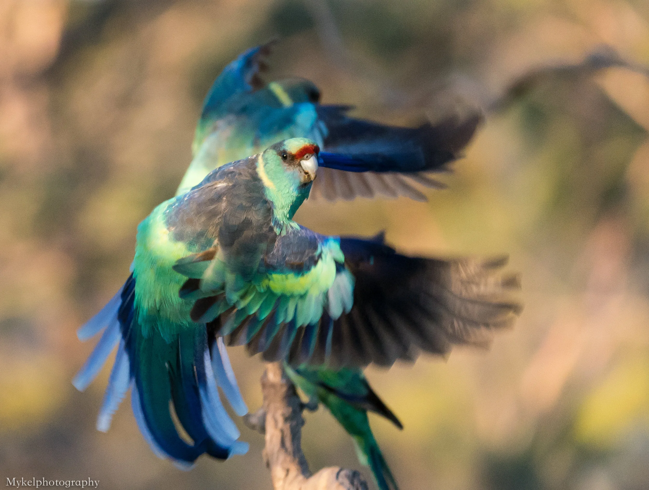  Mallee Ringneck (Barnardius barnardi)