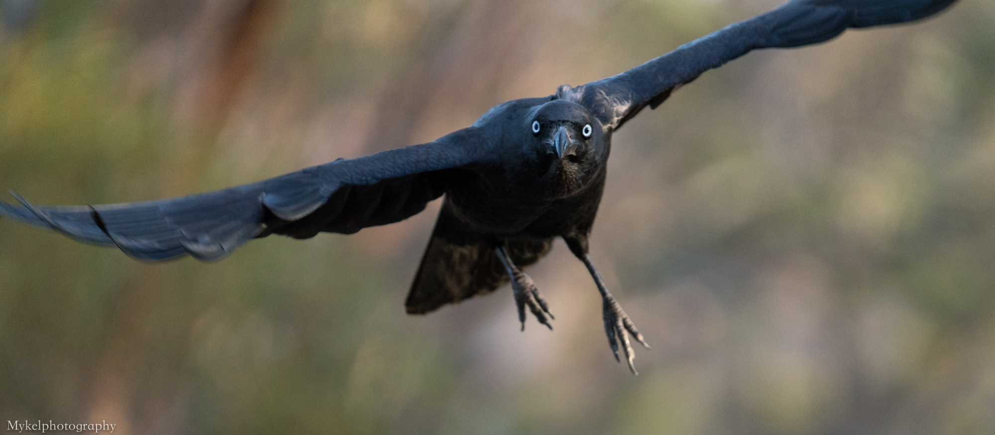  Australian Raven, Corvus coronoides