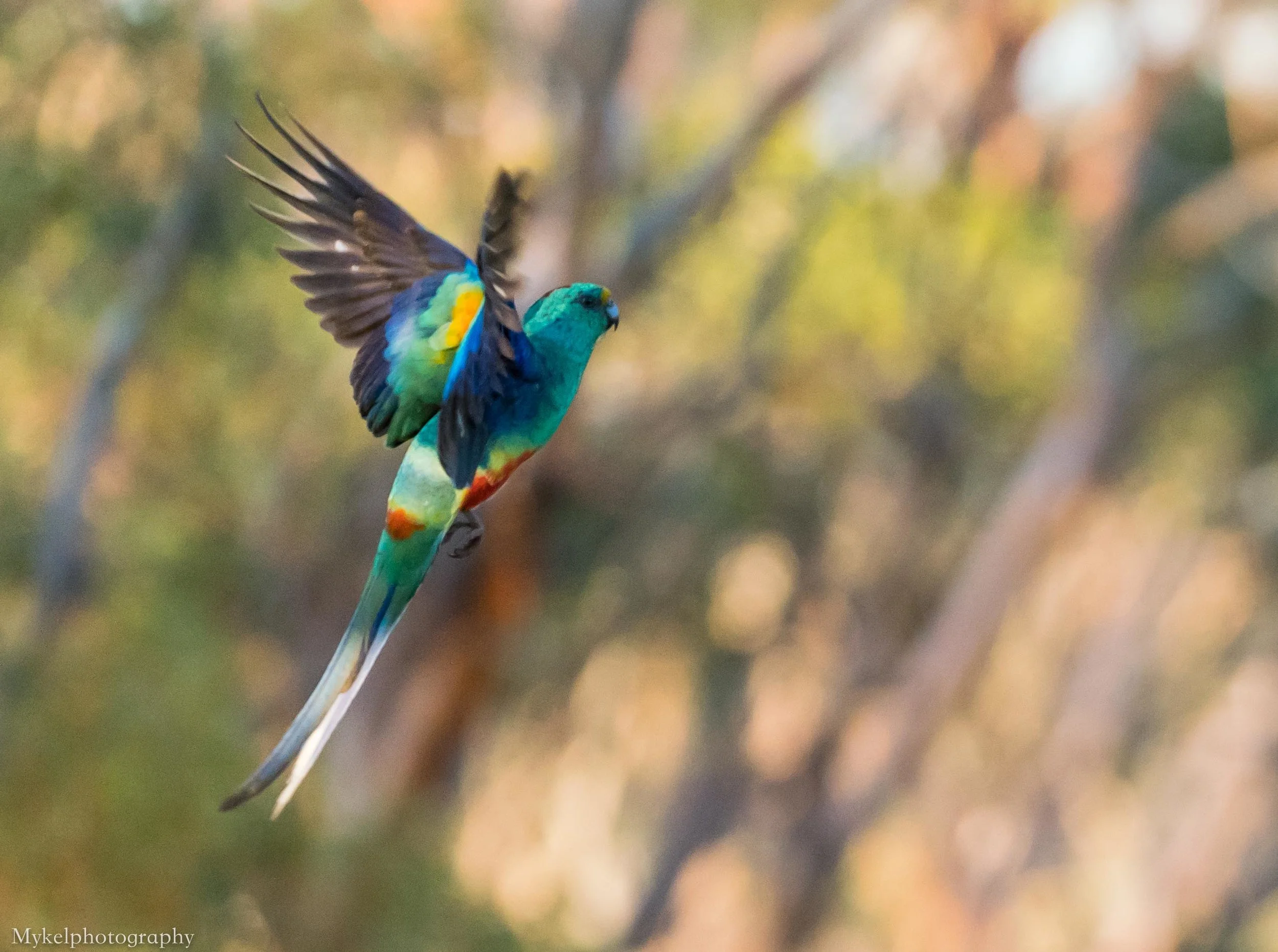  Mulga Parrot, Psephotus varius