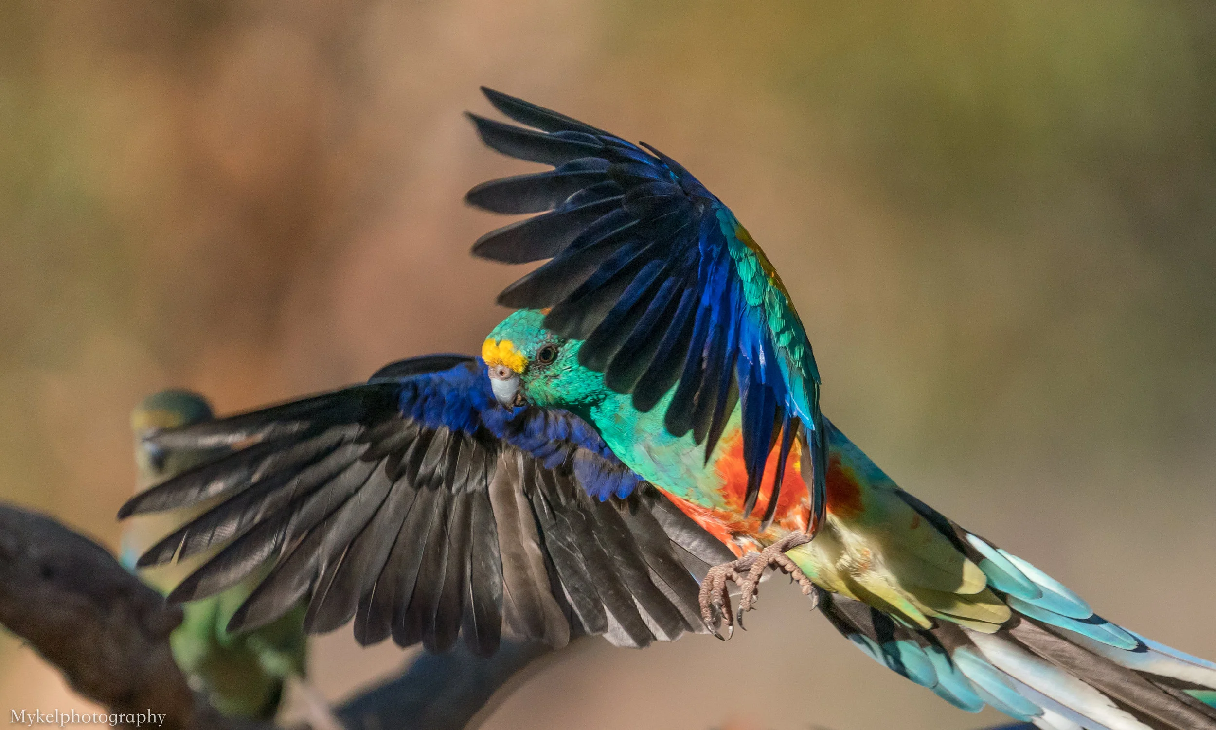  Mulga Parrot, Psephotus varius