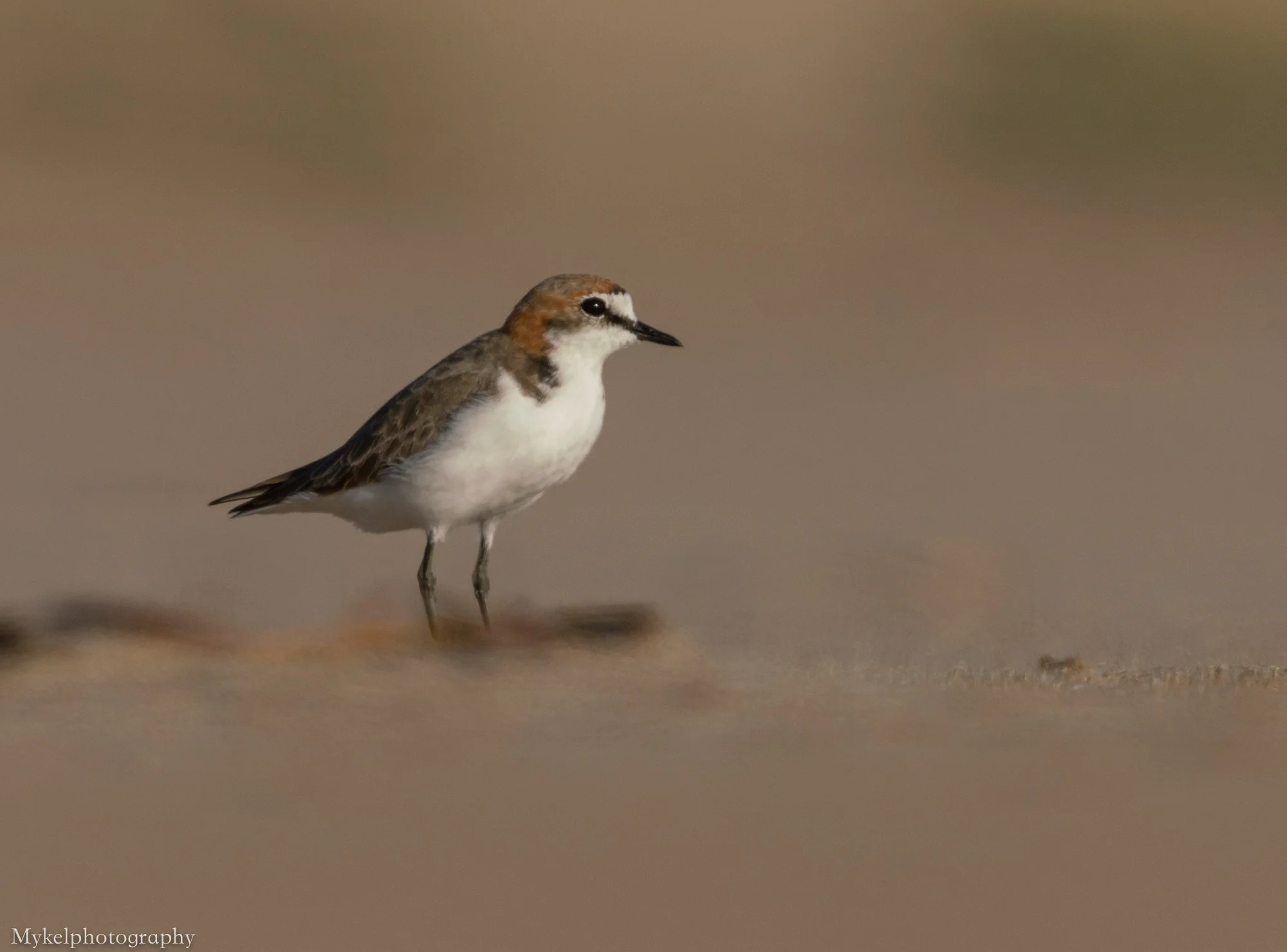  Red-capped Plover, Charadrius ruficapillus Charadriida