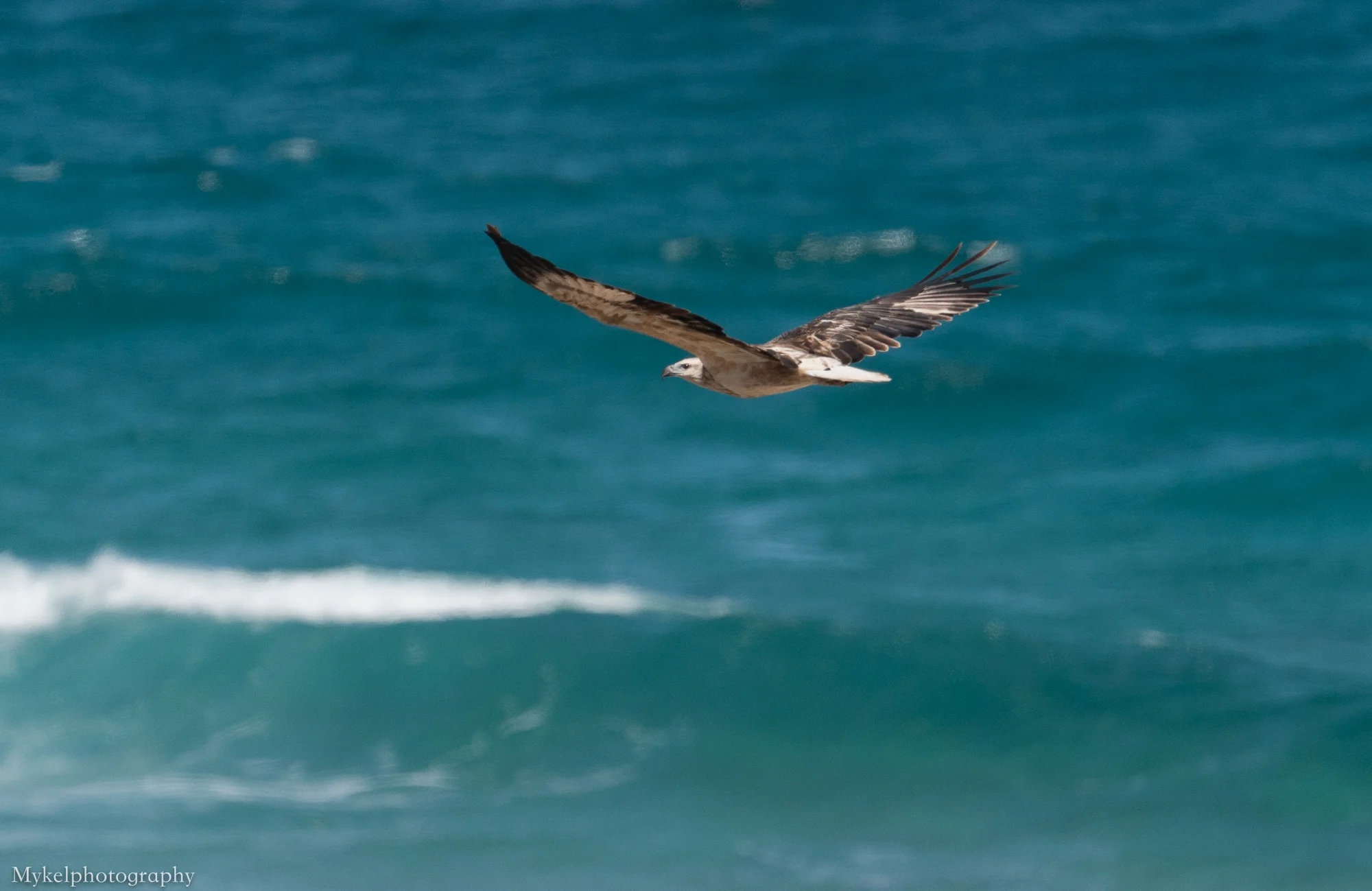  Wedge-tailed Eagle, Aquila audax Accipitridae