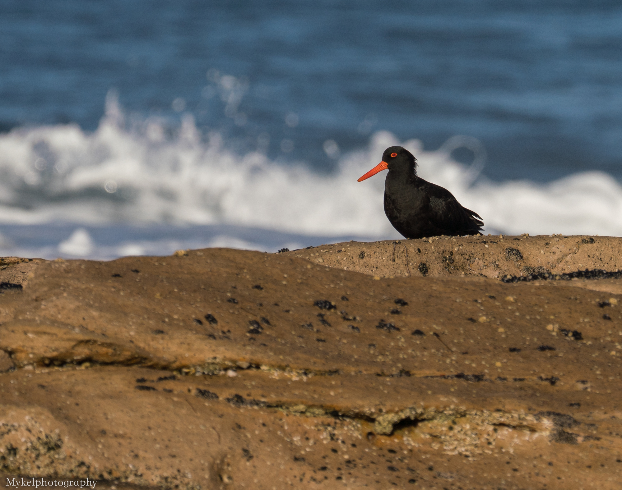  Sooty Oystercatcher, Haematopus fuliginosus Haematopodidae
