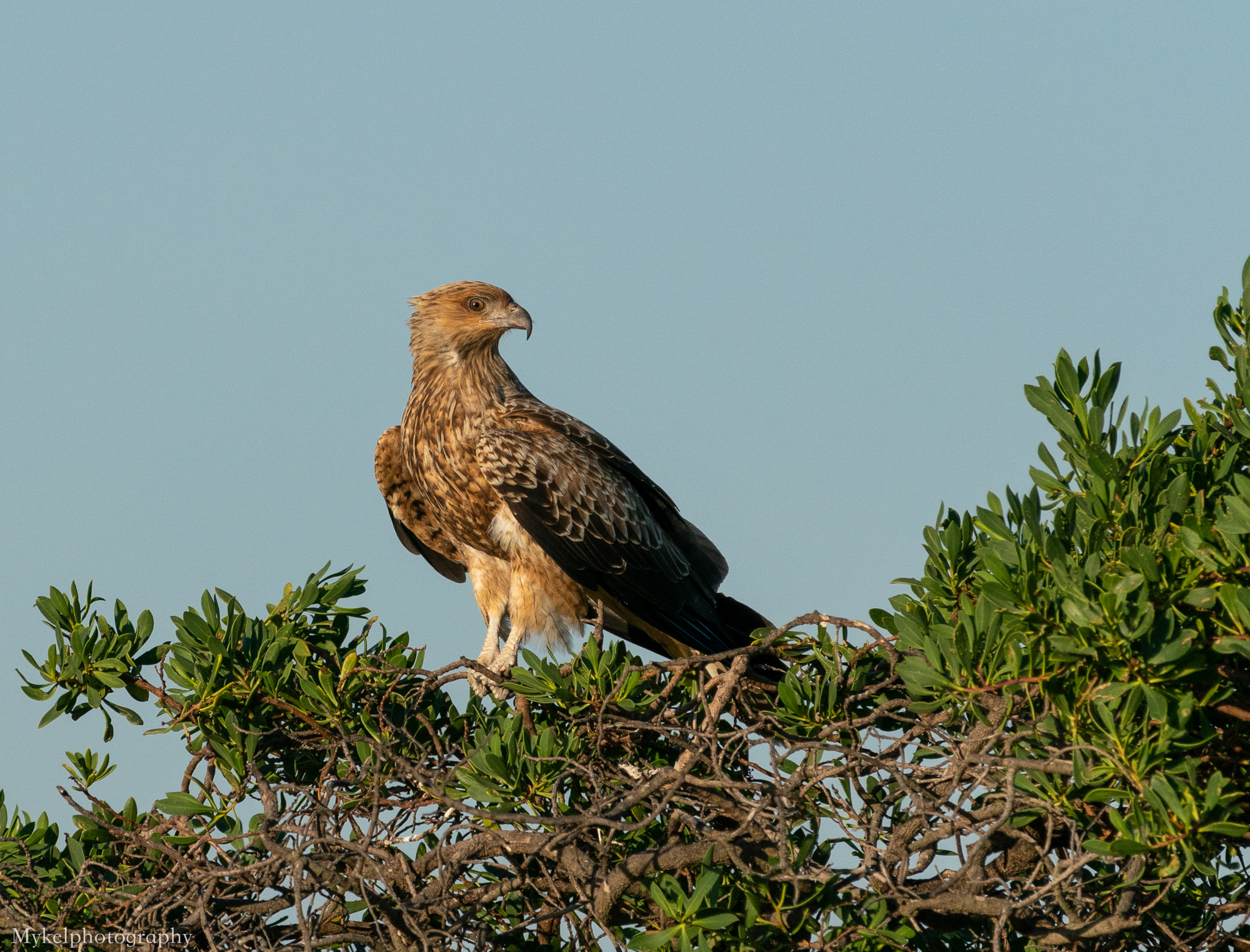  Whistling Kite, Haliastur sphenurus Accipitridae
