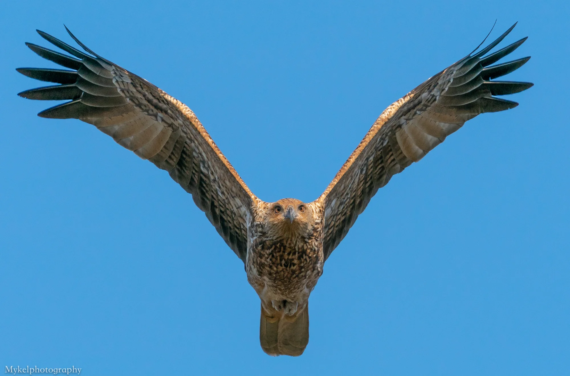  Whistling Kite, Haliastur sphenurus Accipitridae