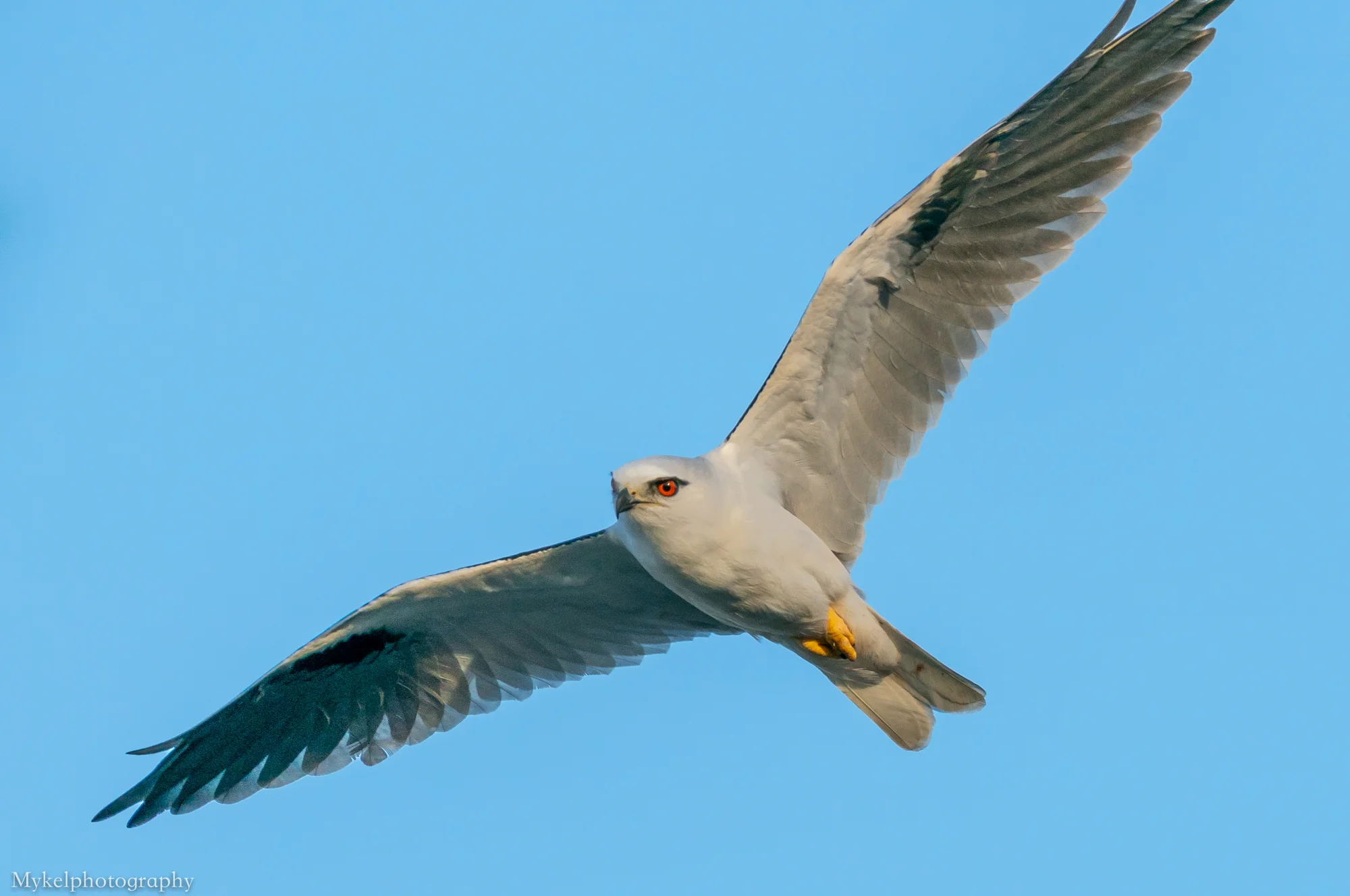  Black-shouldered Kite, Elanus axillaris Accipitridae