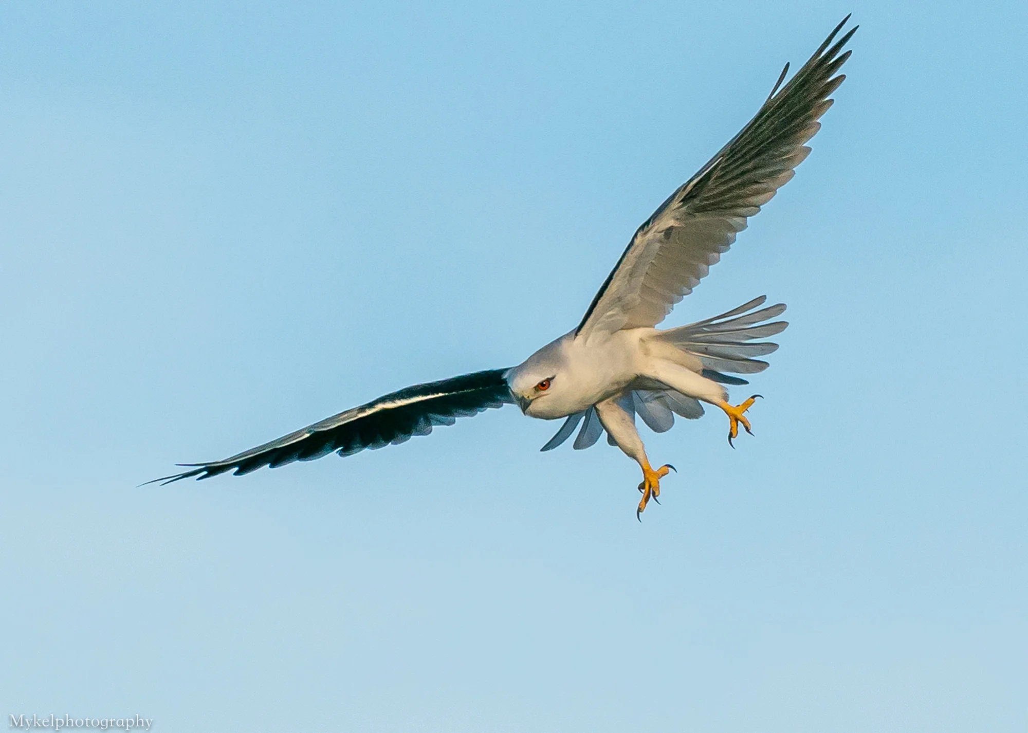  Black-shouldered Kite, Elanus axillaris Accipitridae