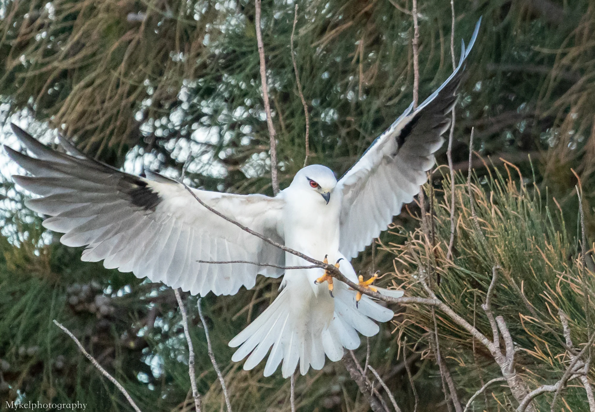 Black-shouldered Kite, Elanus axillaris Accipitridae