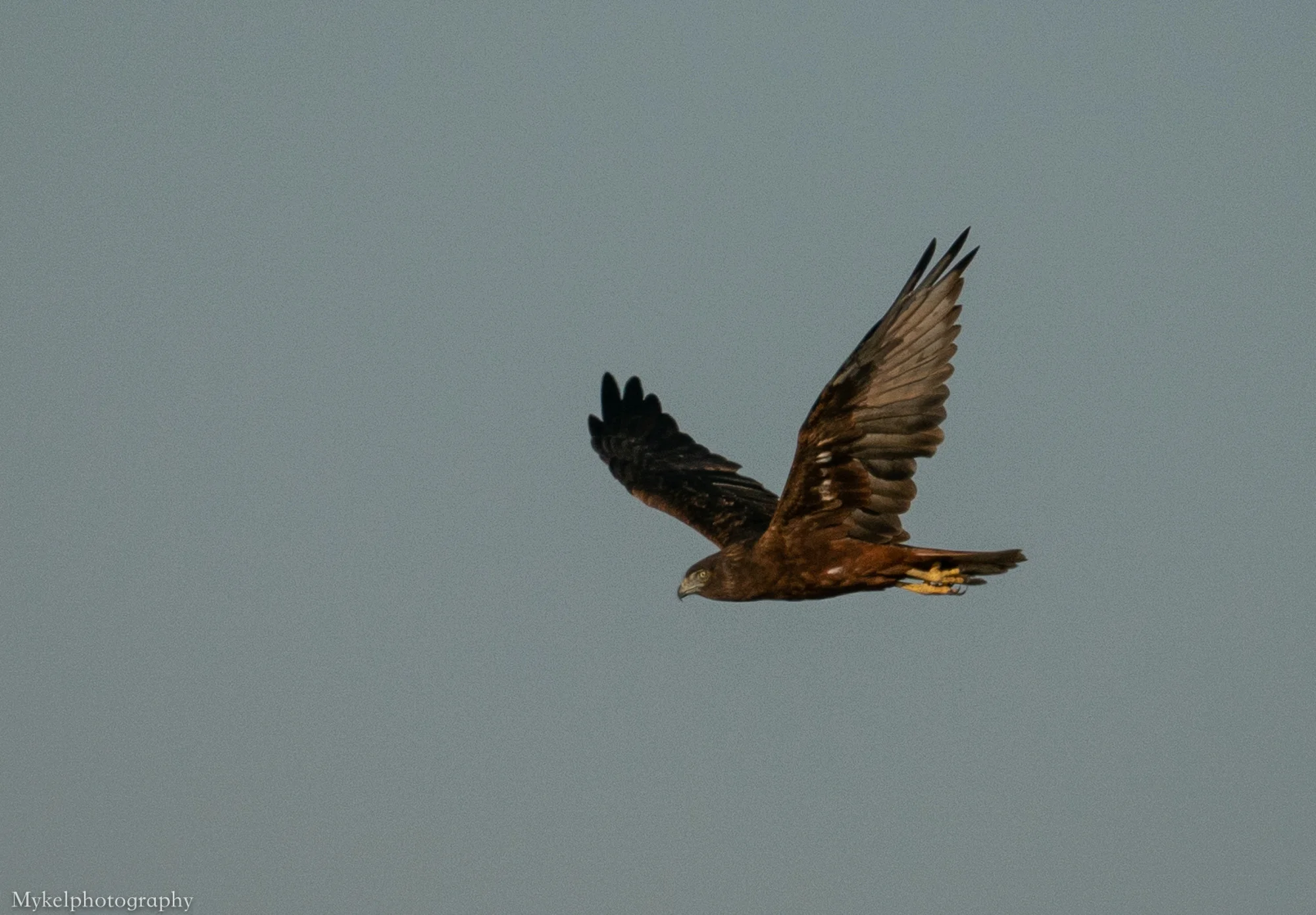  Swamp Harrier, Circus approximans Accipitridae
