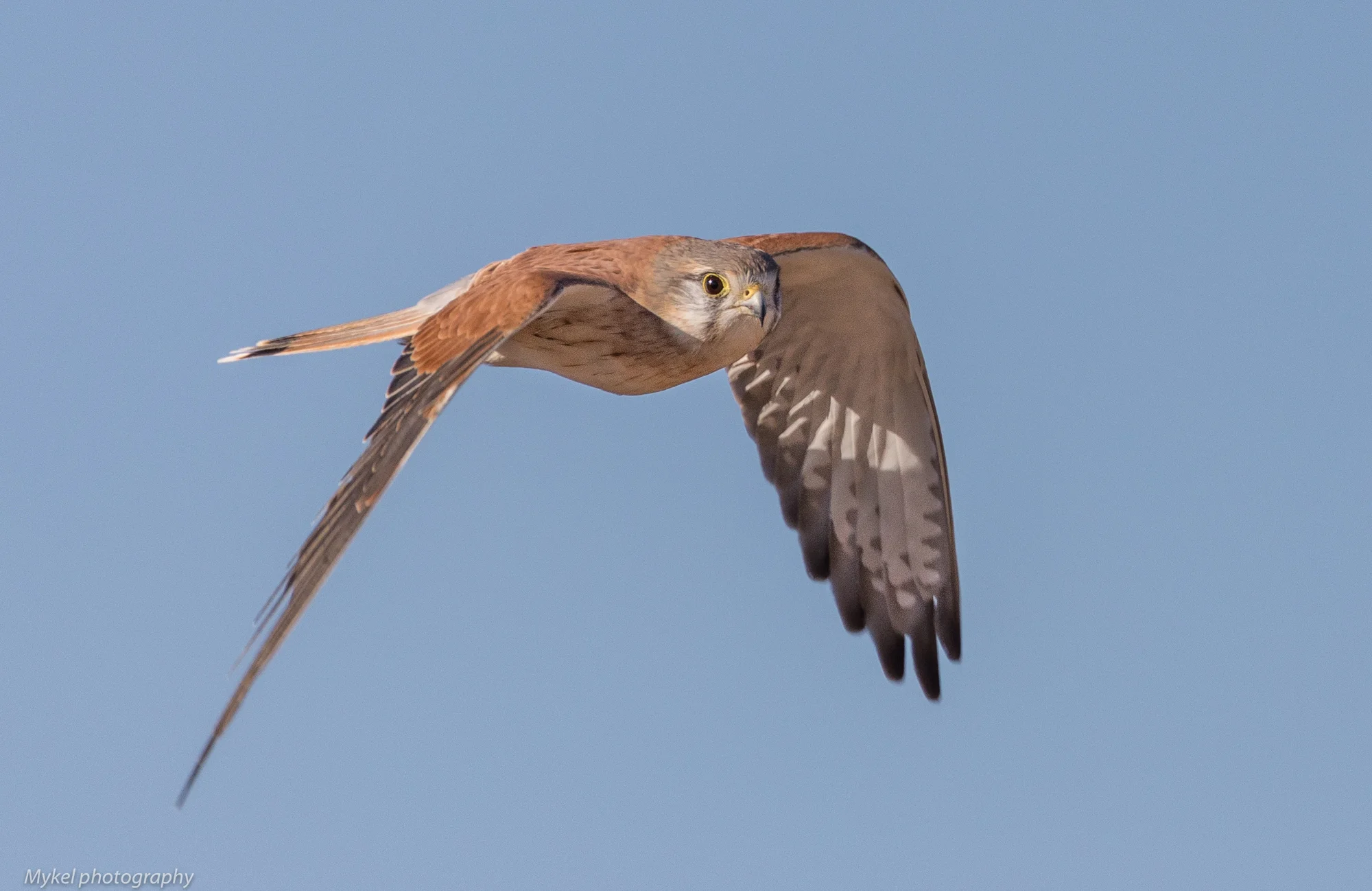  Nankeen Kestrel, Falco cenchroides Falconidae