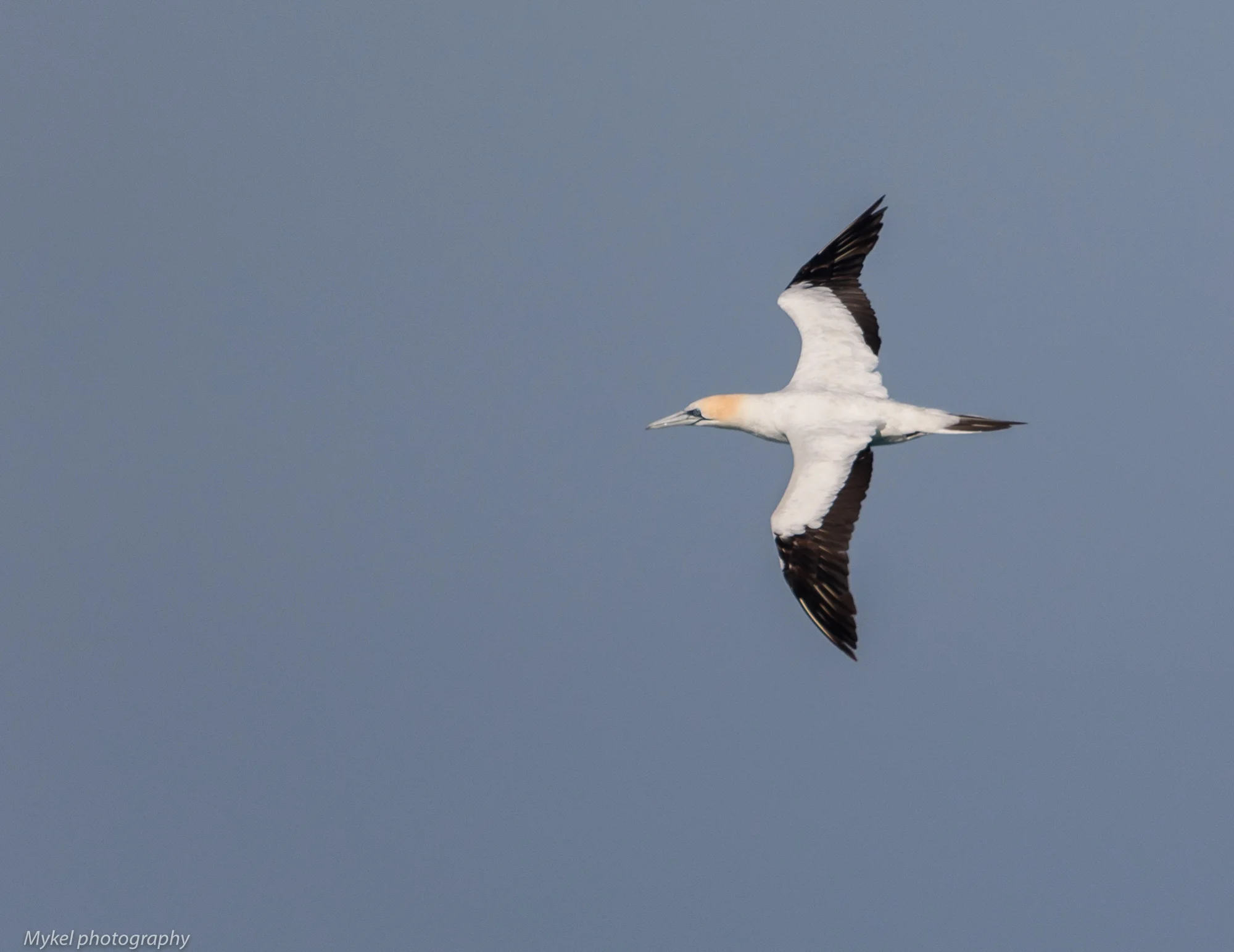  Australasian Gannet, Morus serrator Sulidae