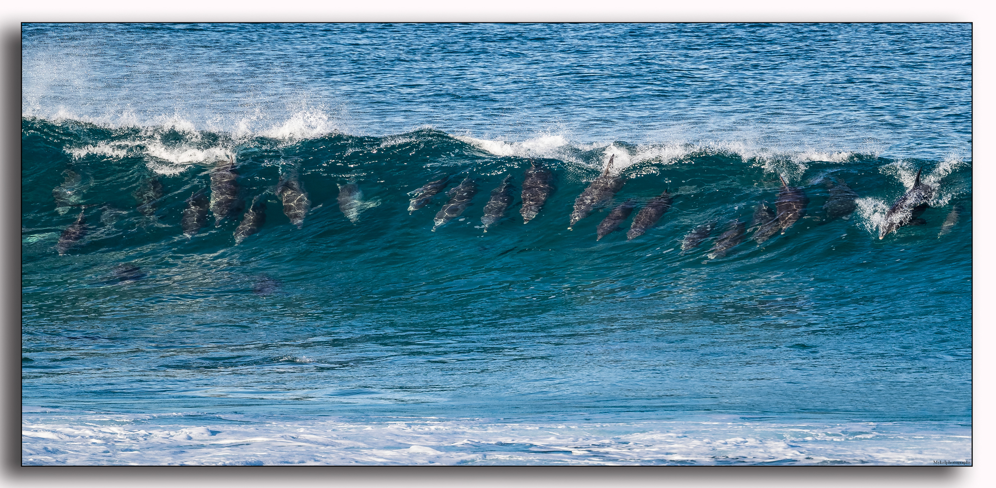  Gone surfing....a pod of Dolphins surfing the shore break right out the front of CBH, what a sight to behold.