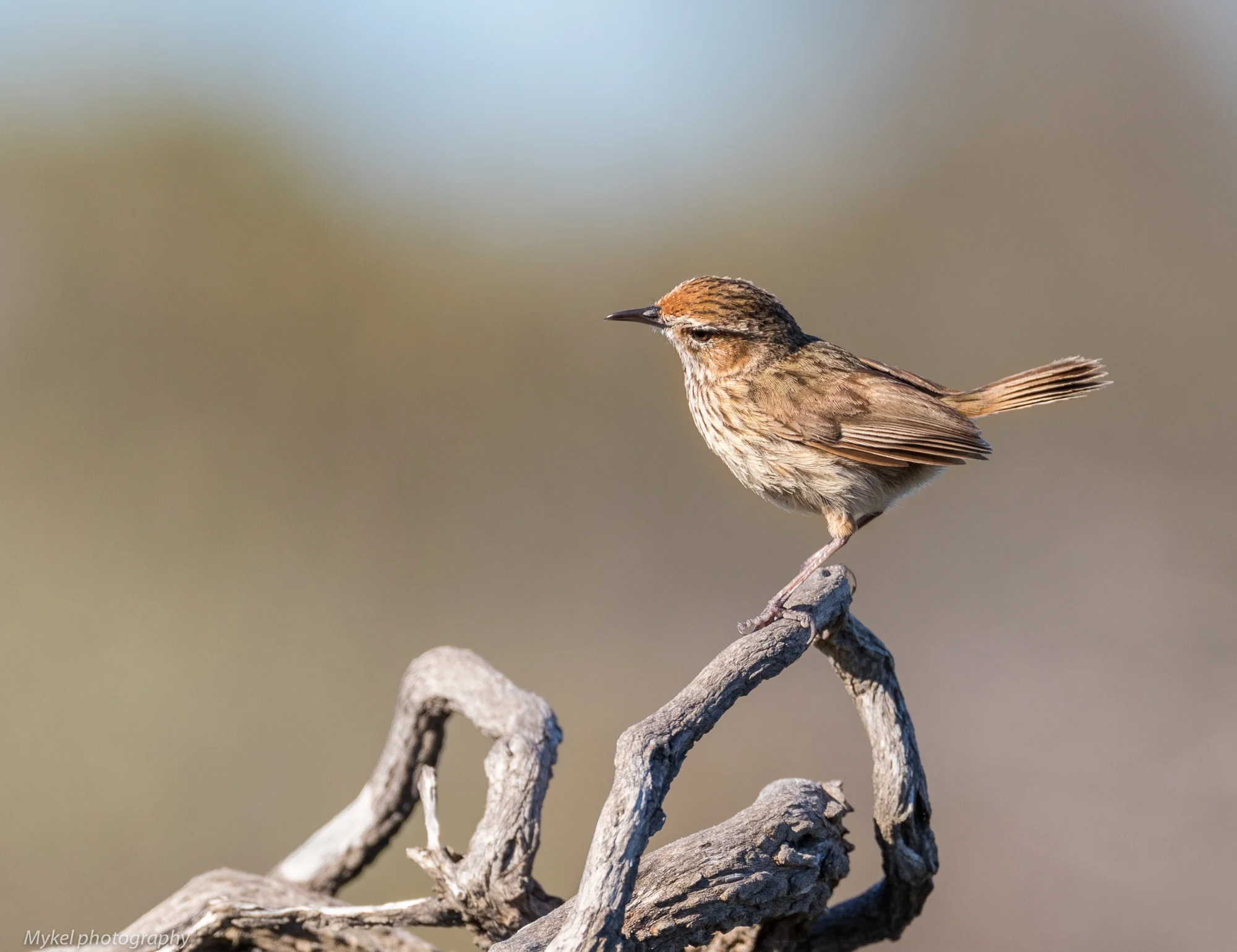  Rufous Fieldwren, Calamanthus campestris