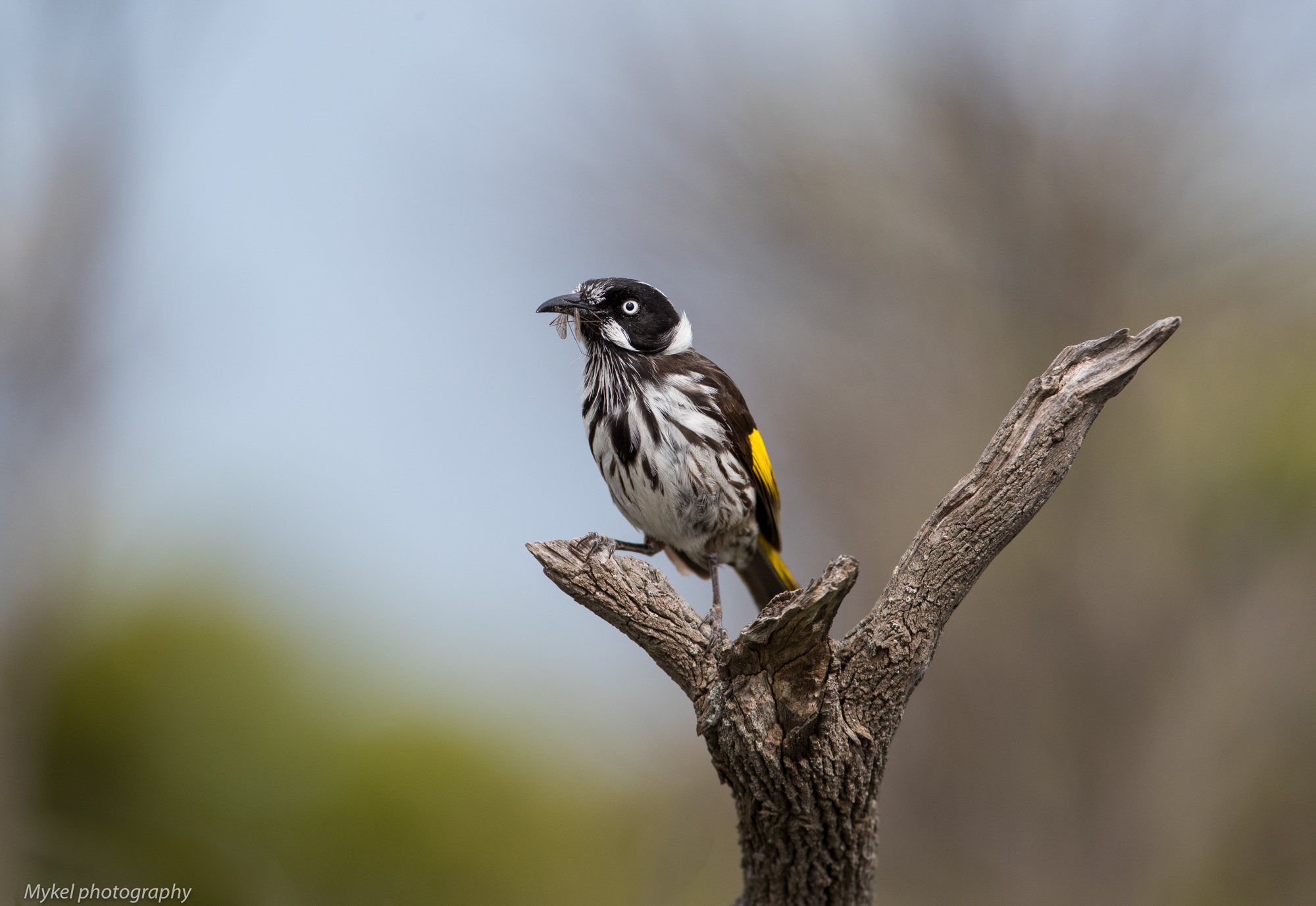  New Holland Honeyeater, Phylidonyris novaehollandiae Meliphagidae