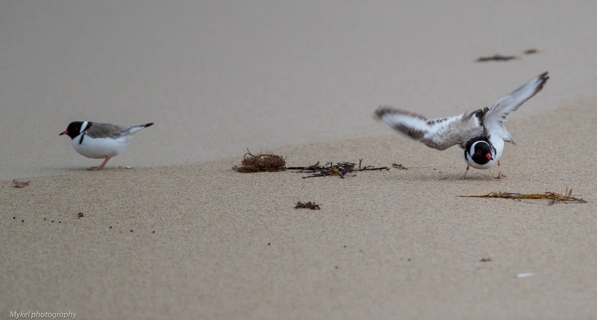  Hooded Plover, Thinornis rubricollis Charadriidae
