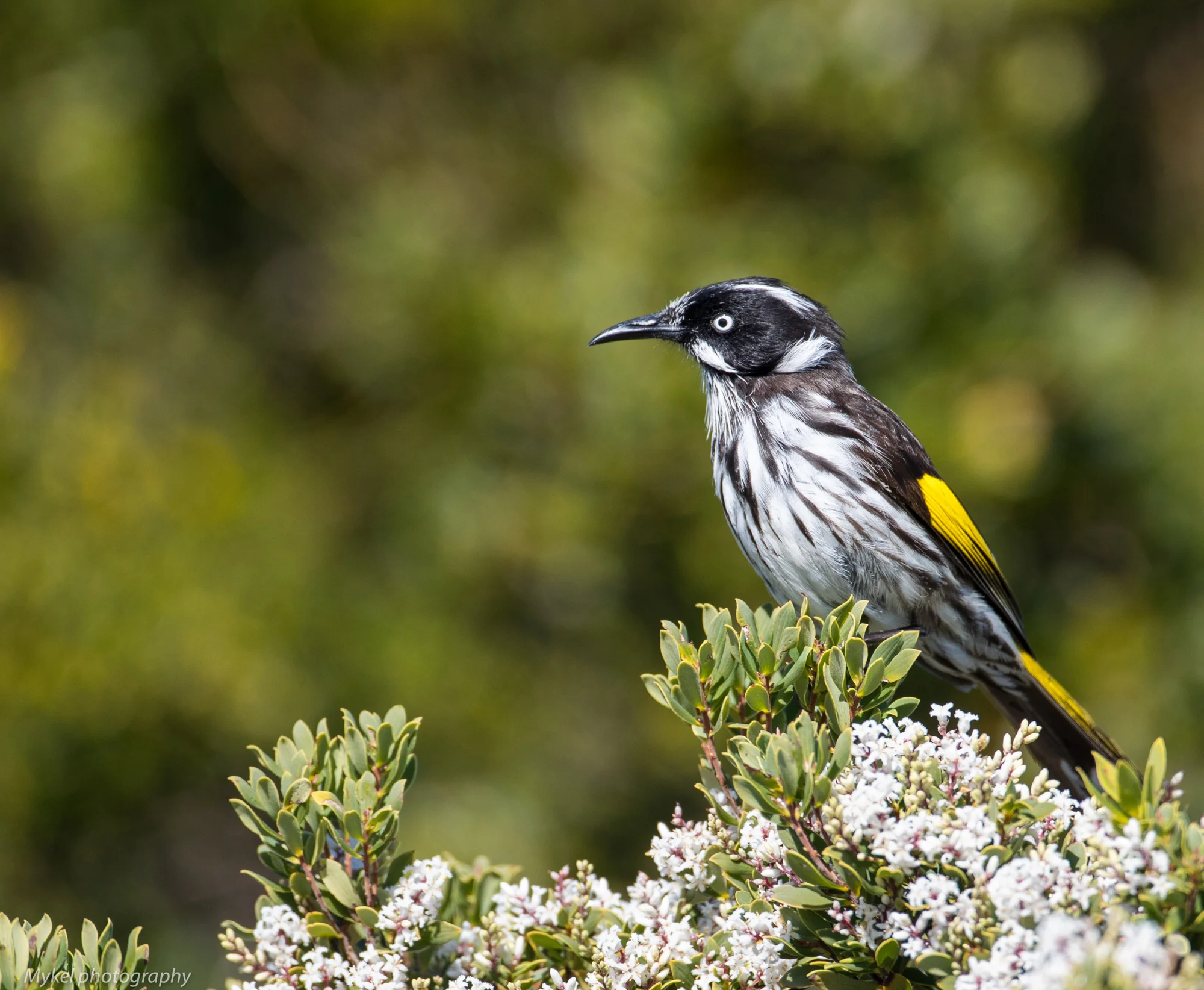  New Holland Honeyeater, Phylidonyris novaehollandiae Meliphagidae