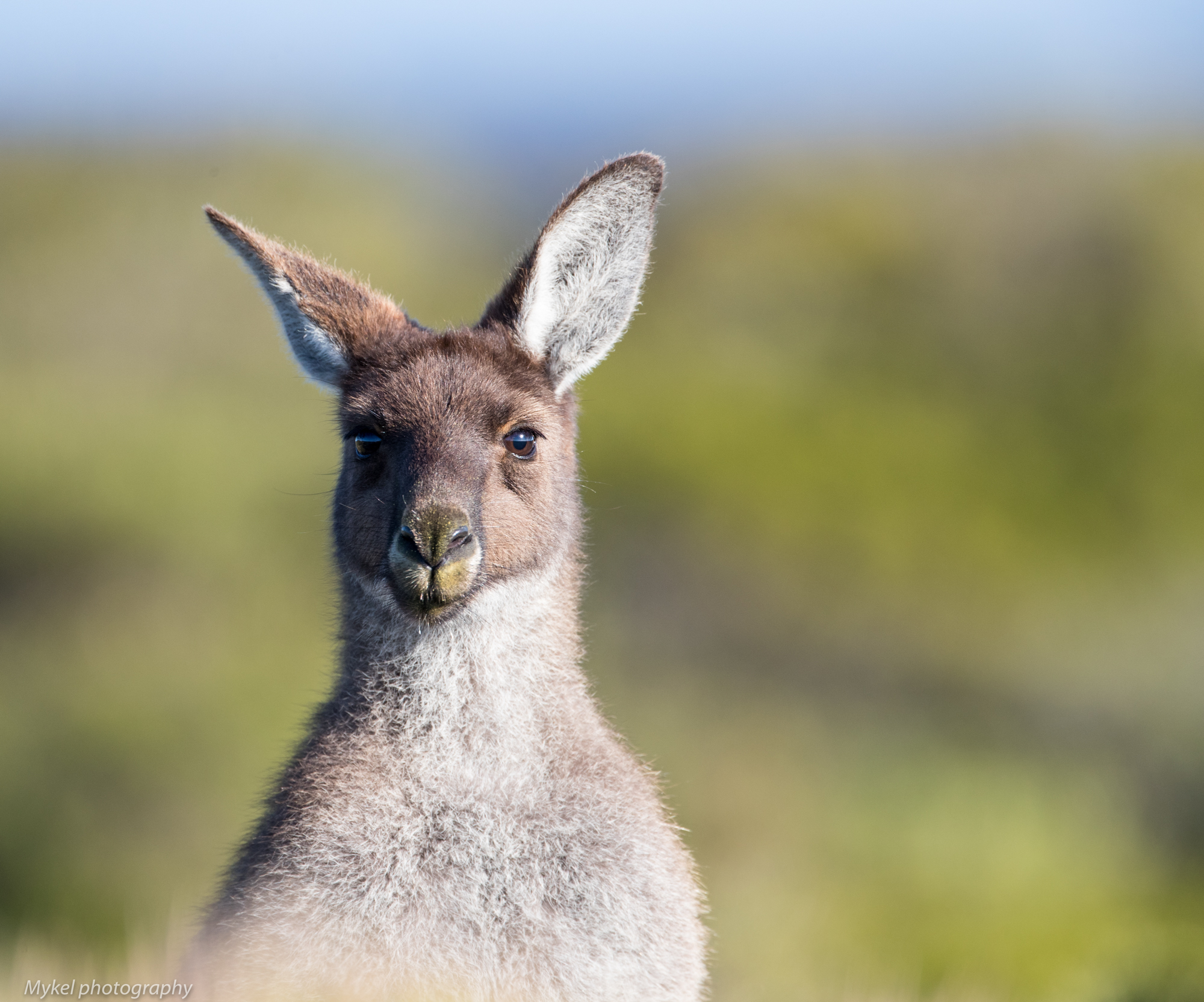  Skippy...