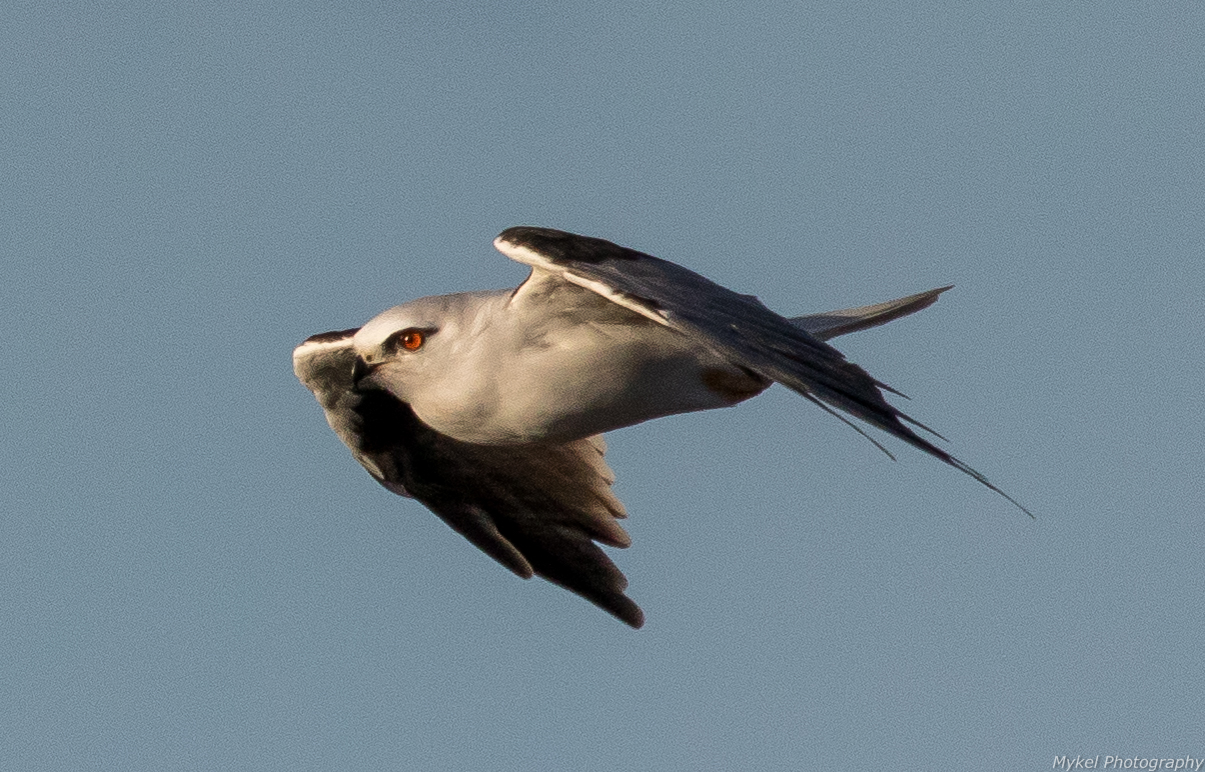  Black-shouldered Kite, Elanus axillaris Accipitridae