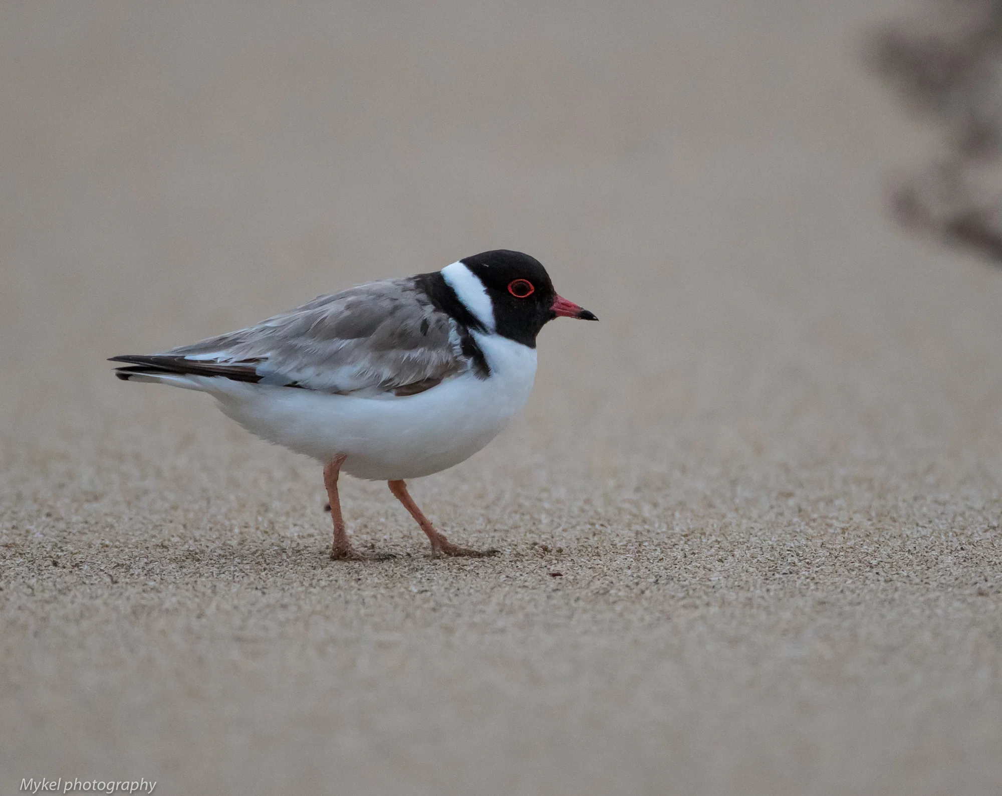  Hooded Plover, Thinornis rubricollis Charadriidae