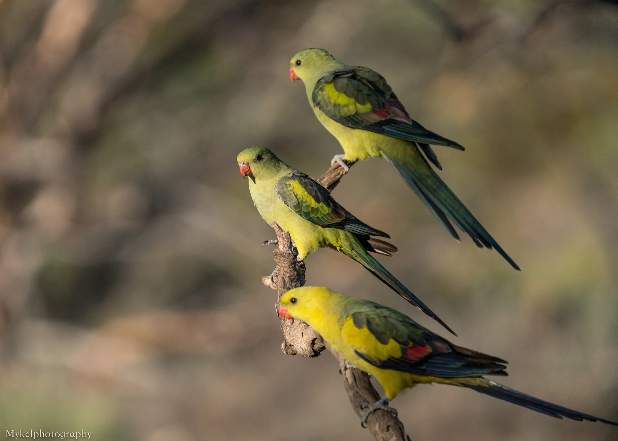  Regent Parrot's Polytelis anthopeplus Psittacidae