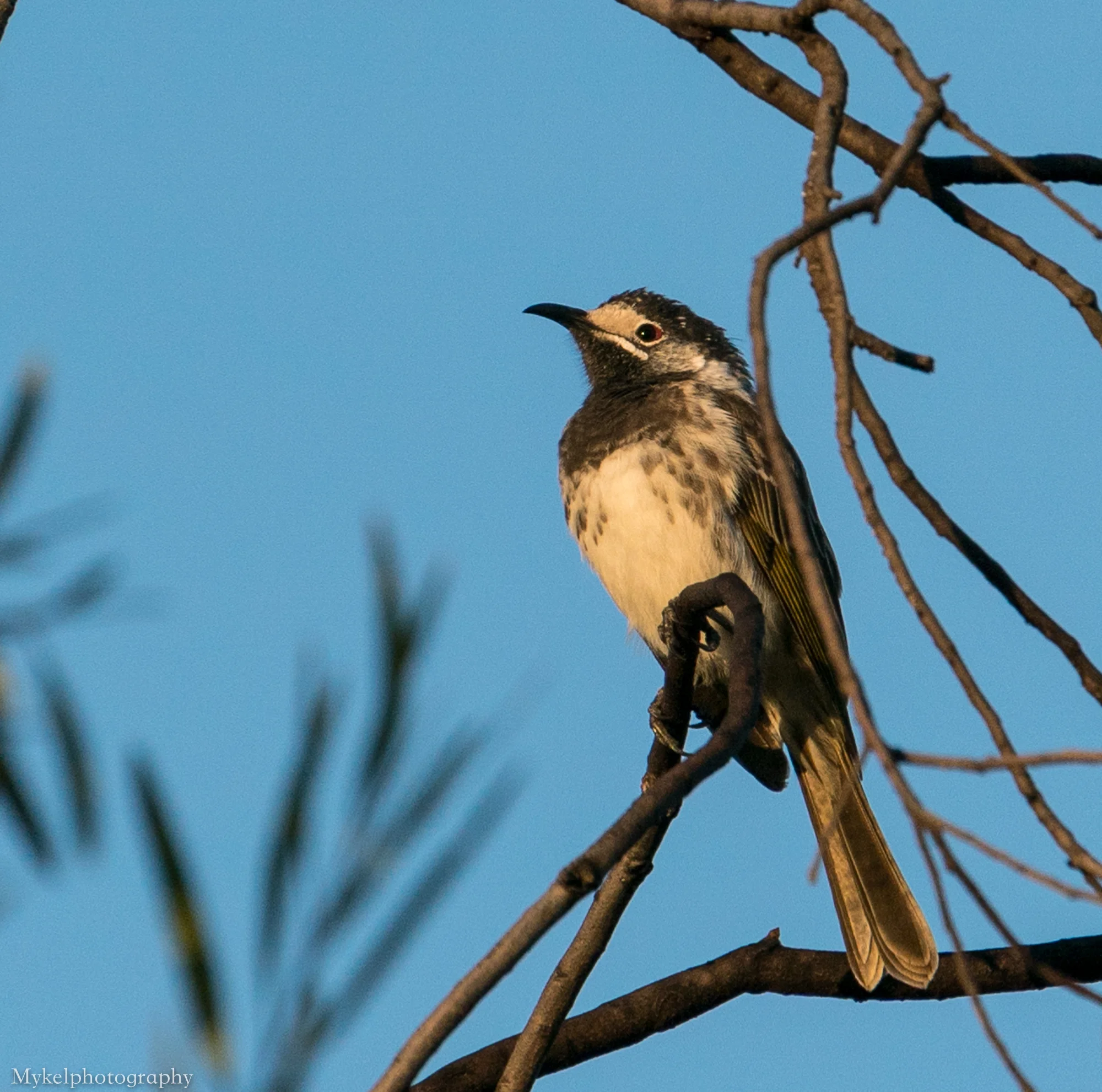  White-fronted Honeyeater, Purnella albifrons