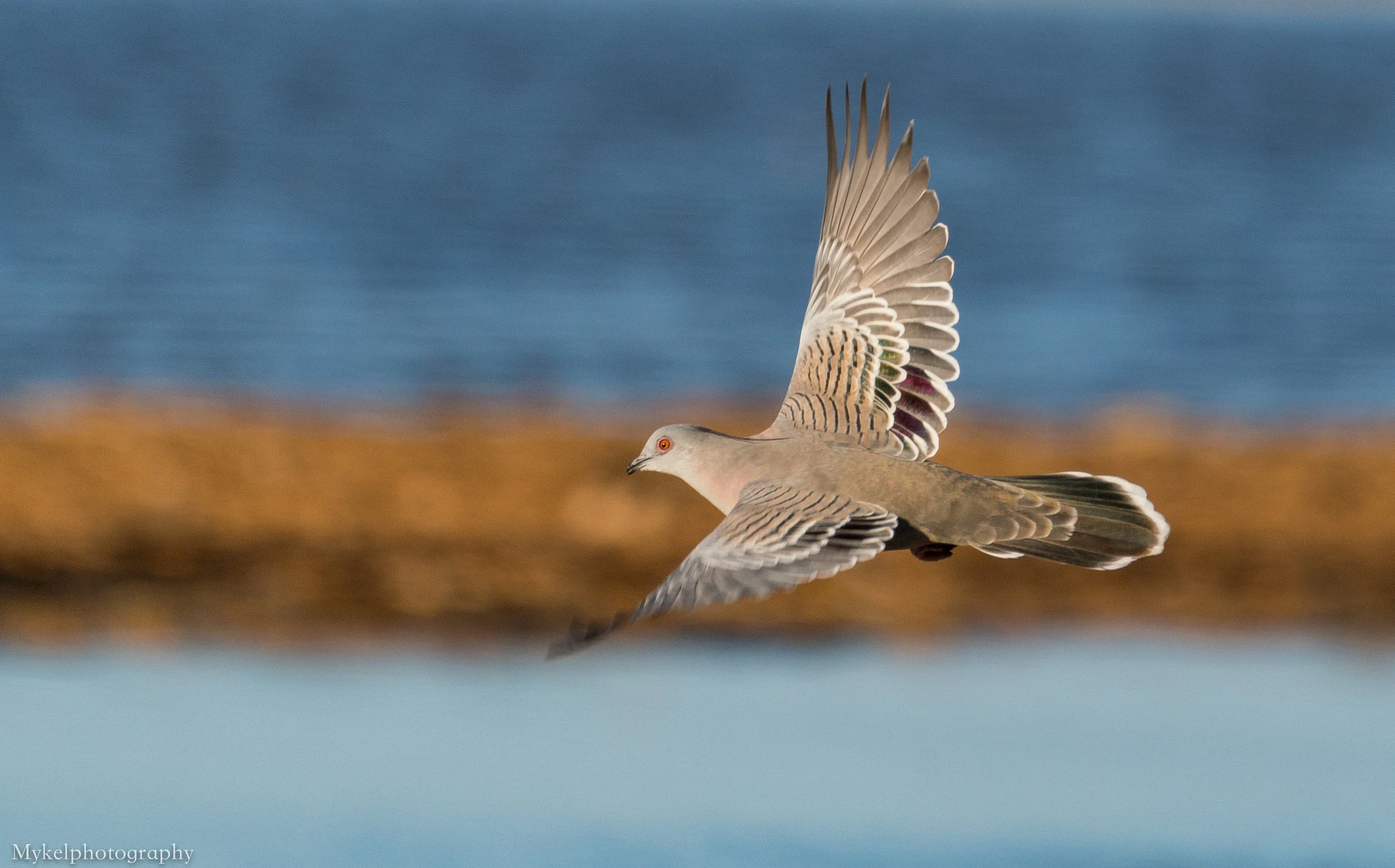  Crested Pigeon, Ocyphaps lophotes Columbidae