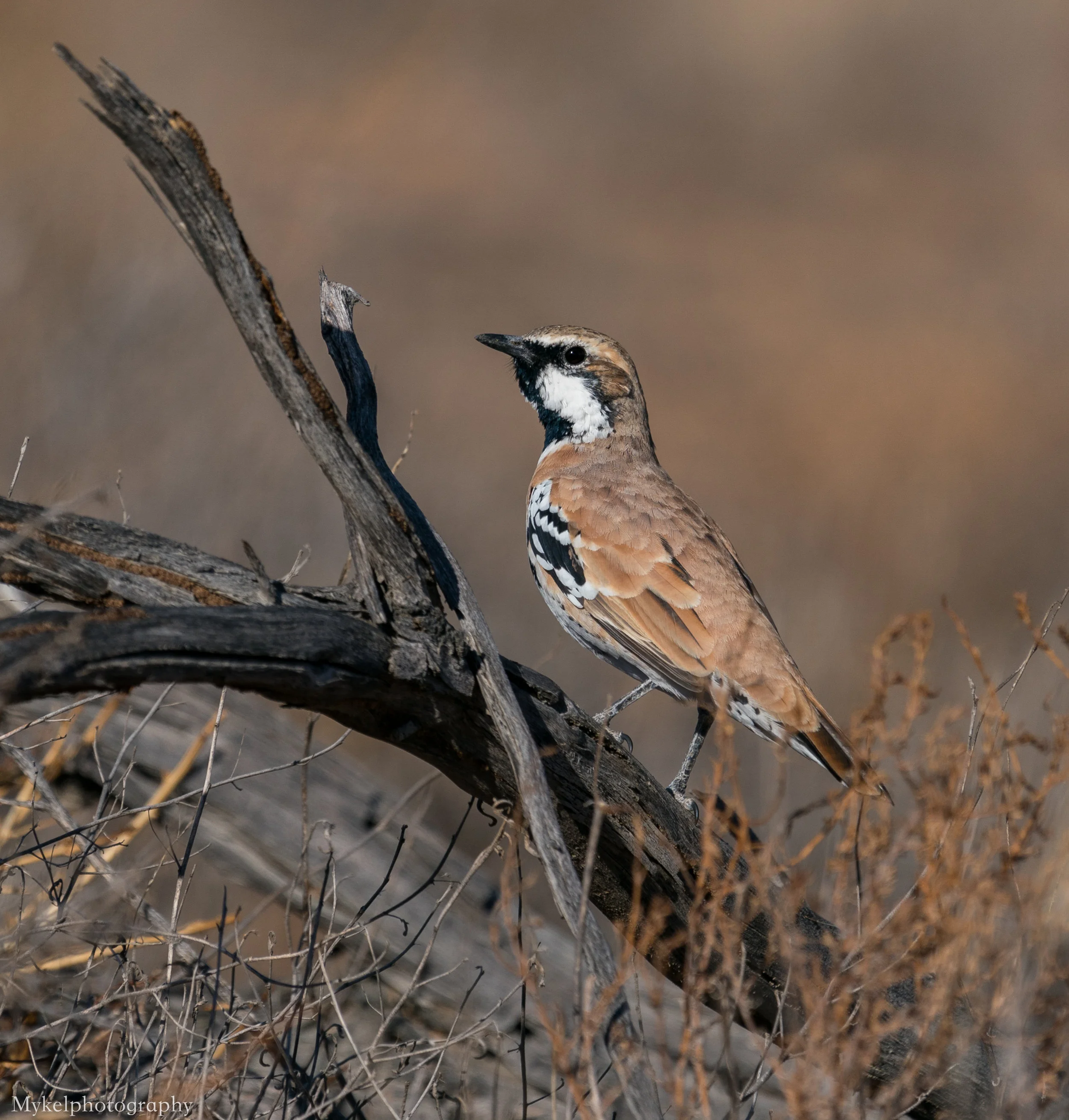  Cinnamon Quail-thrush, Cinclosoma cinnamomeum