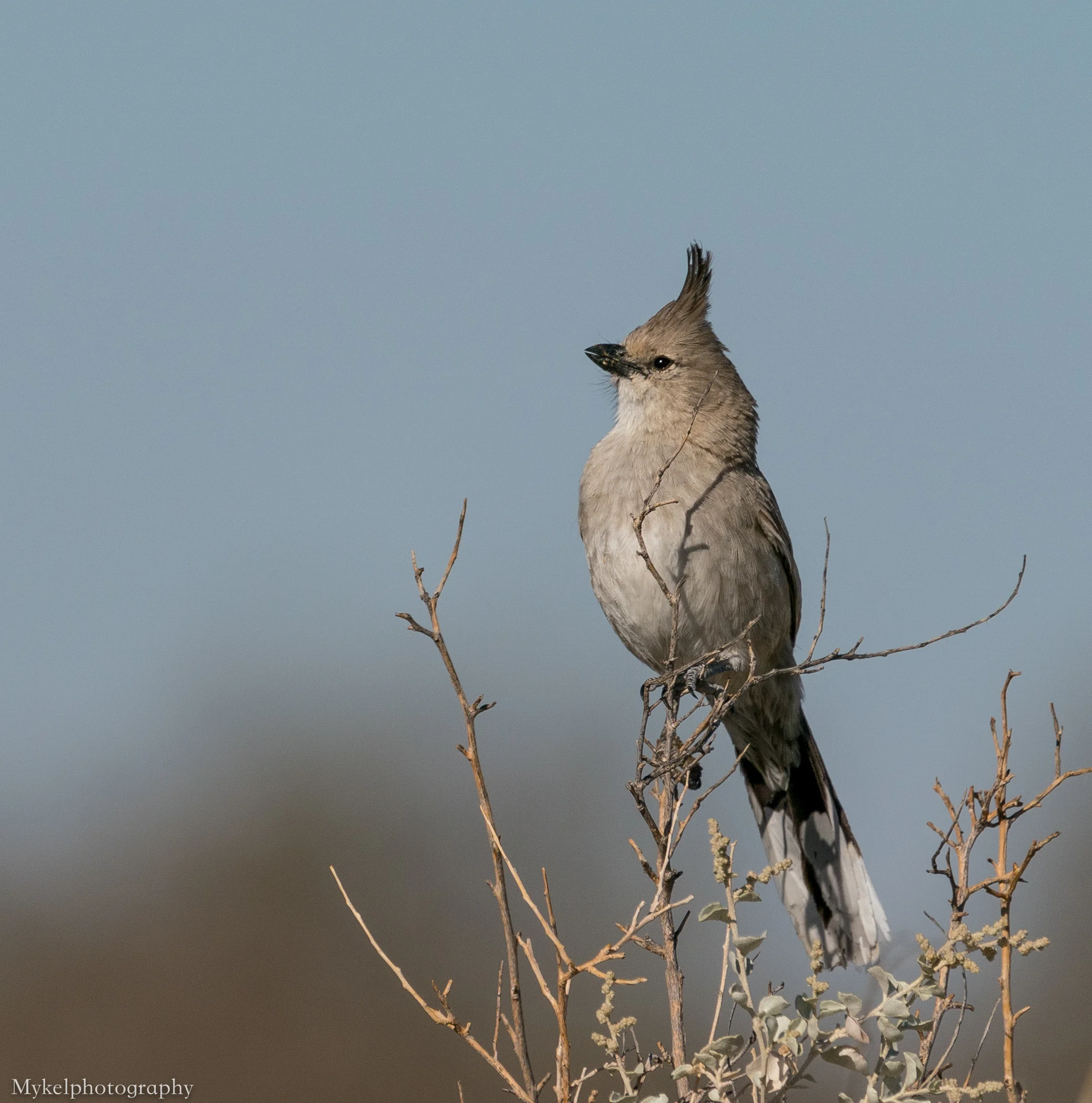  Chirruping Wedgebil, lPsophodes cristatus