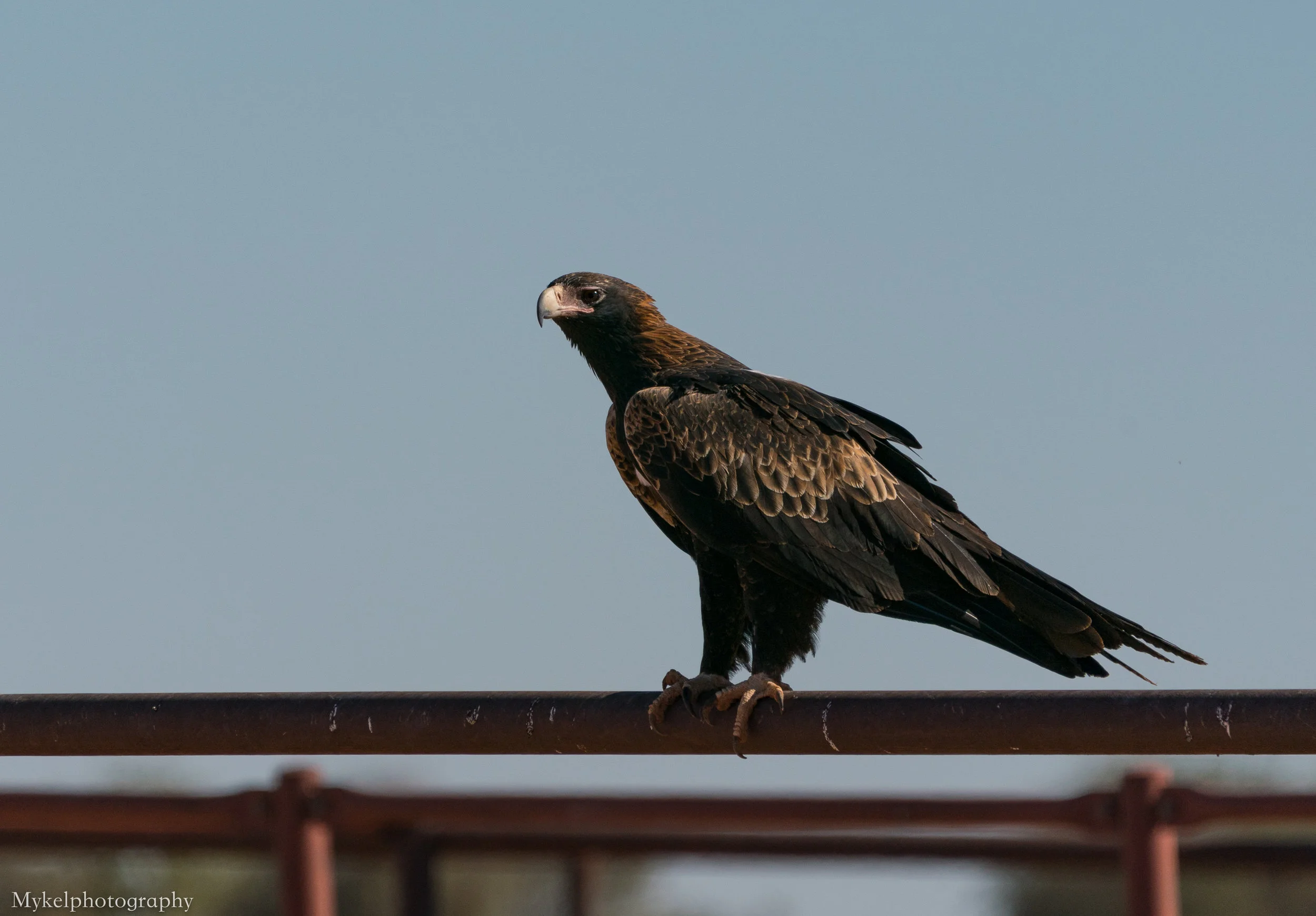  Wedge-tailed Eagle, Aquila audax Accipitridae