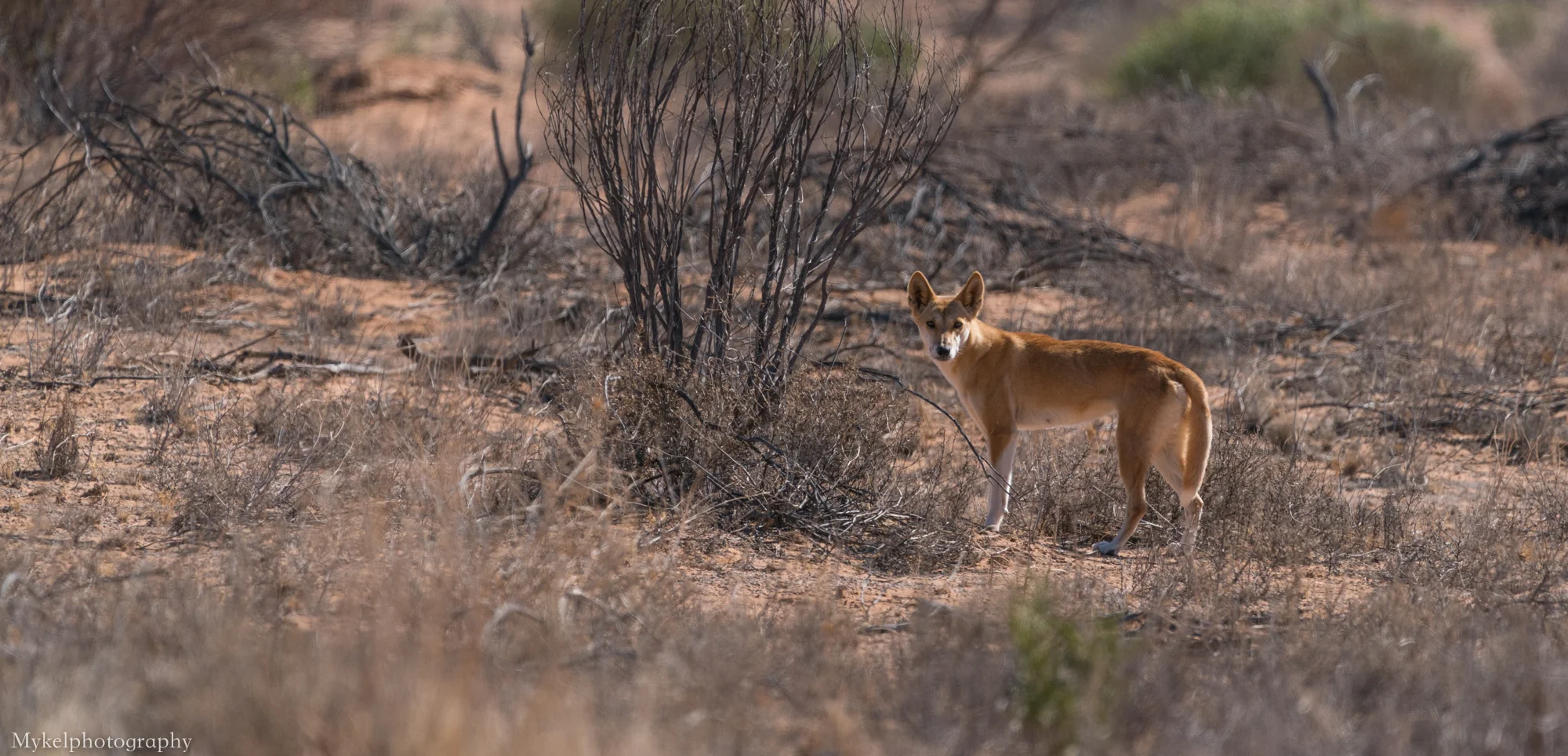Dingoes are Australia's wild dog. They arrived in Australia about 5,000 years ago - brought to Australian shores by Indonesian Seafarers. Dingoes do not bark, but howl like wolves.