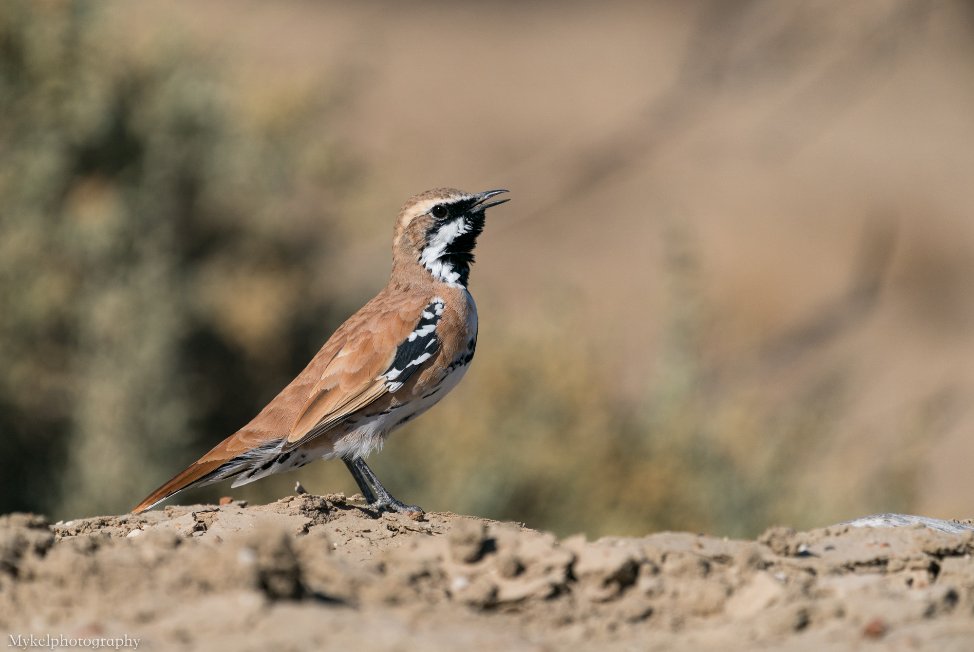  Cinnamon Quail-thrush, Cinclosoma cinnamomeum