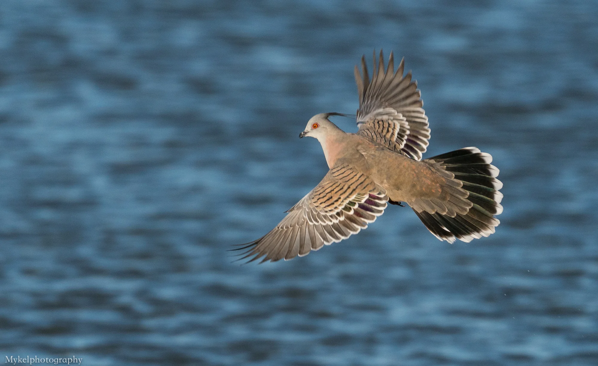  Crested Pigeon, Ocyphaps lophotes Columbidae