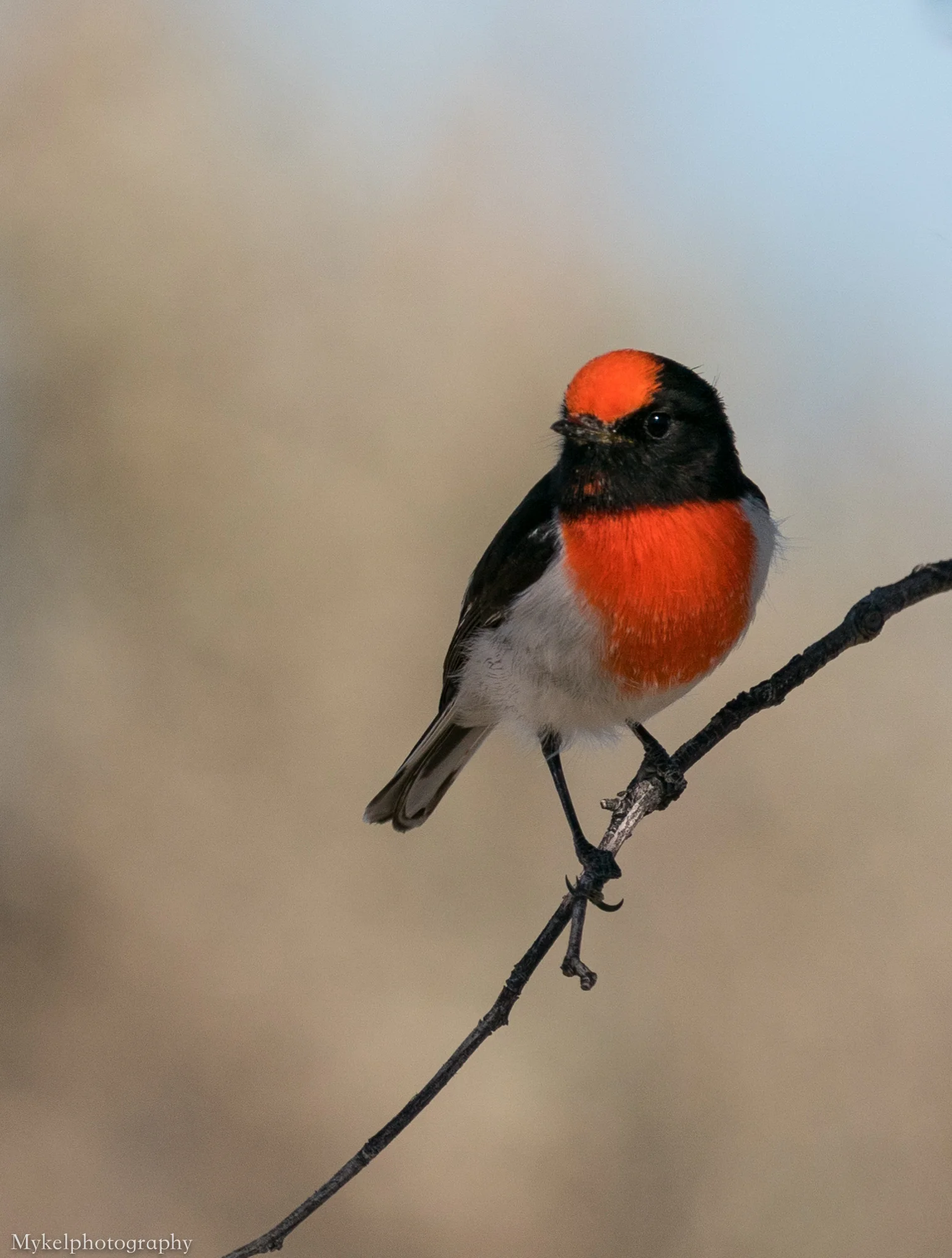  Red-capped Robin, Petroica goodenovii Petroicidae