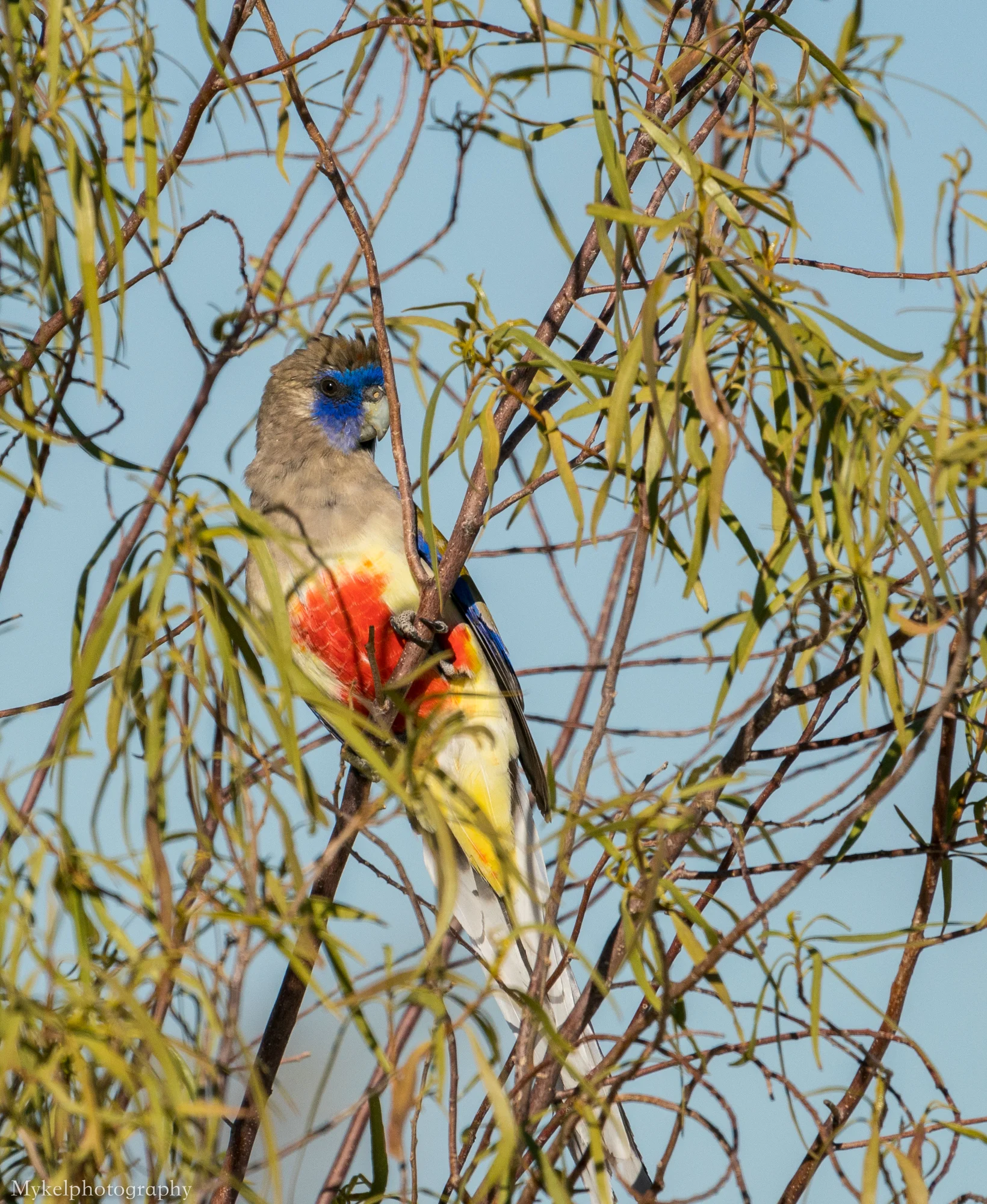 Blue Bonnet Parrot