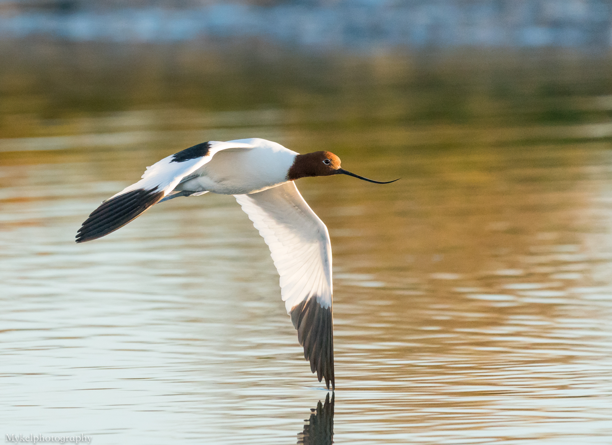  Red-necked Avocet, Recurvirostra novaehollandiae, Recurvirostridae