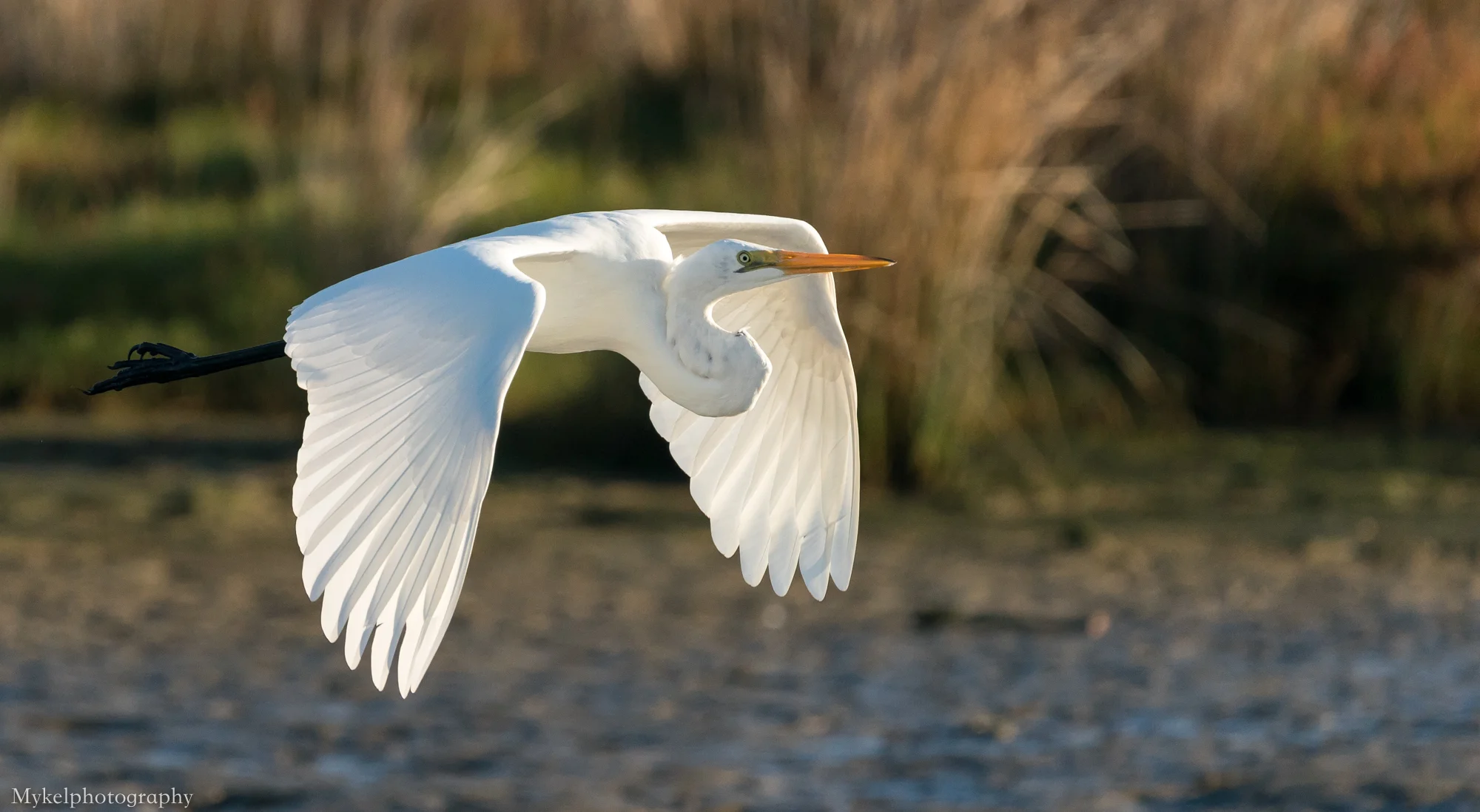  Eastern Great Egret, Ardea modesta Ardeidae