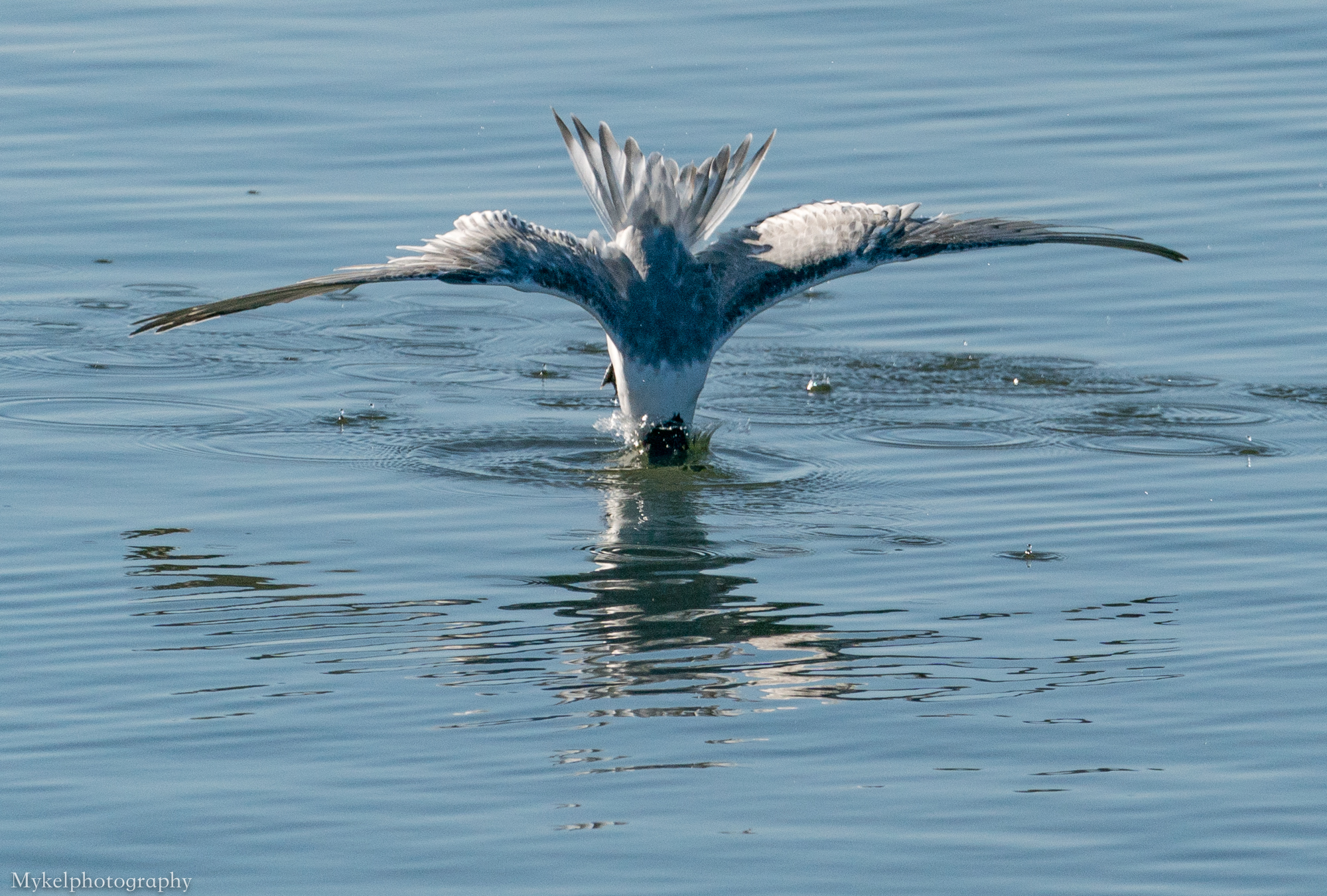  Crested Tern, Thalasseus bergii Laridae