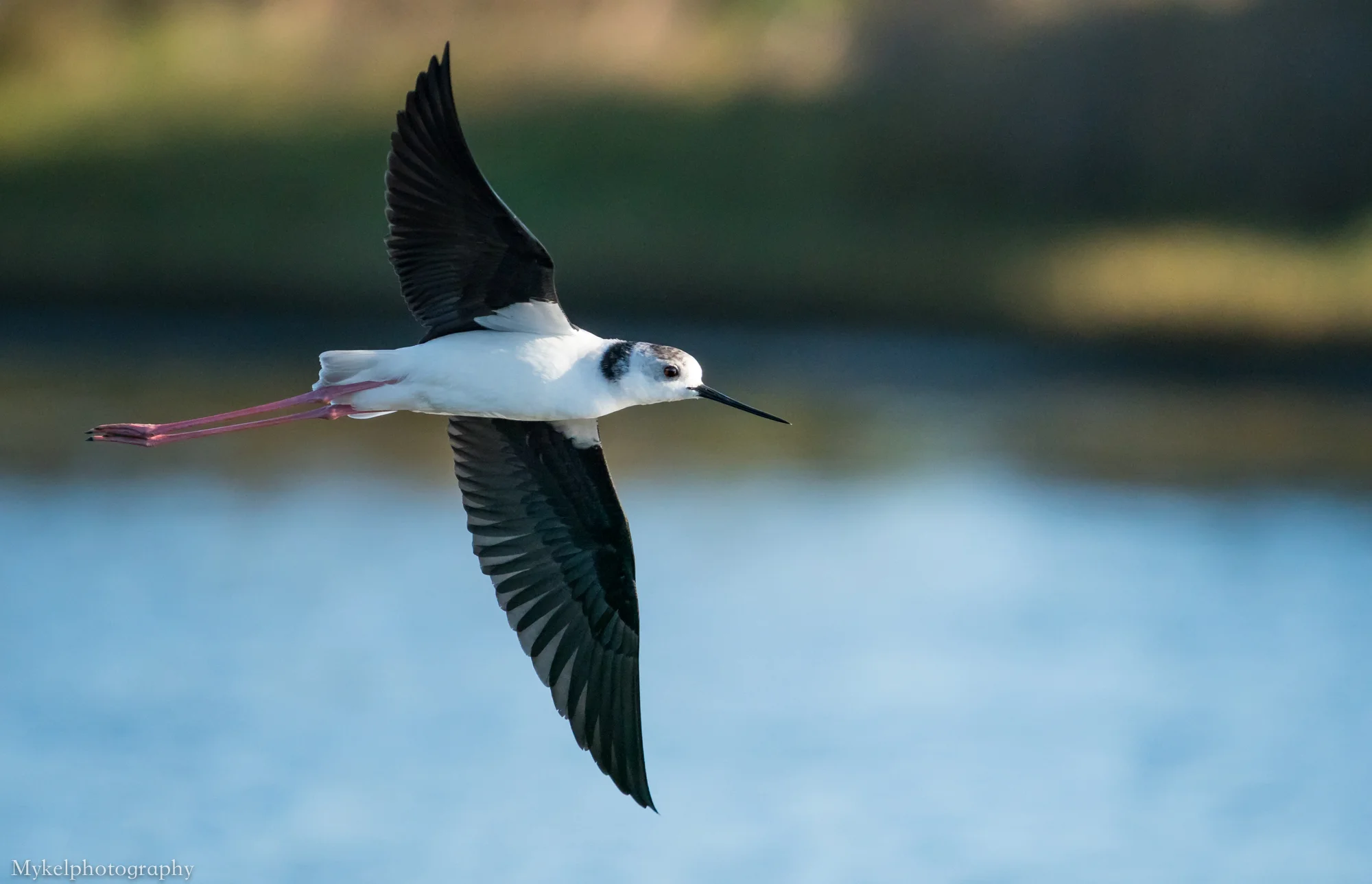  Black-winged Stilt, Himantopus himantopus Recurvirostridae