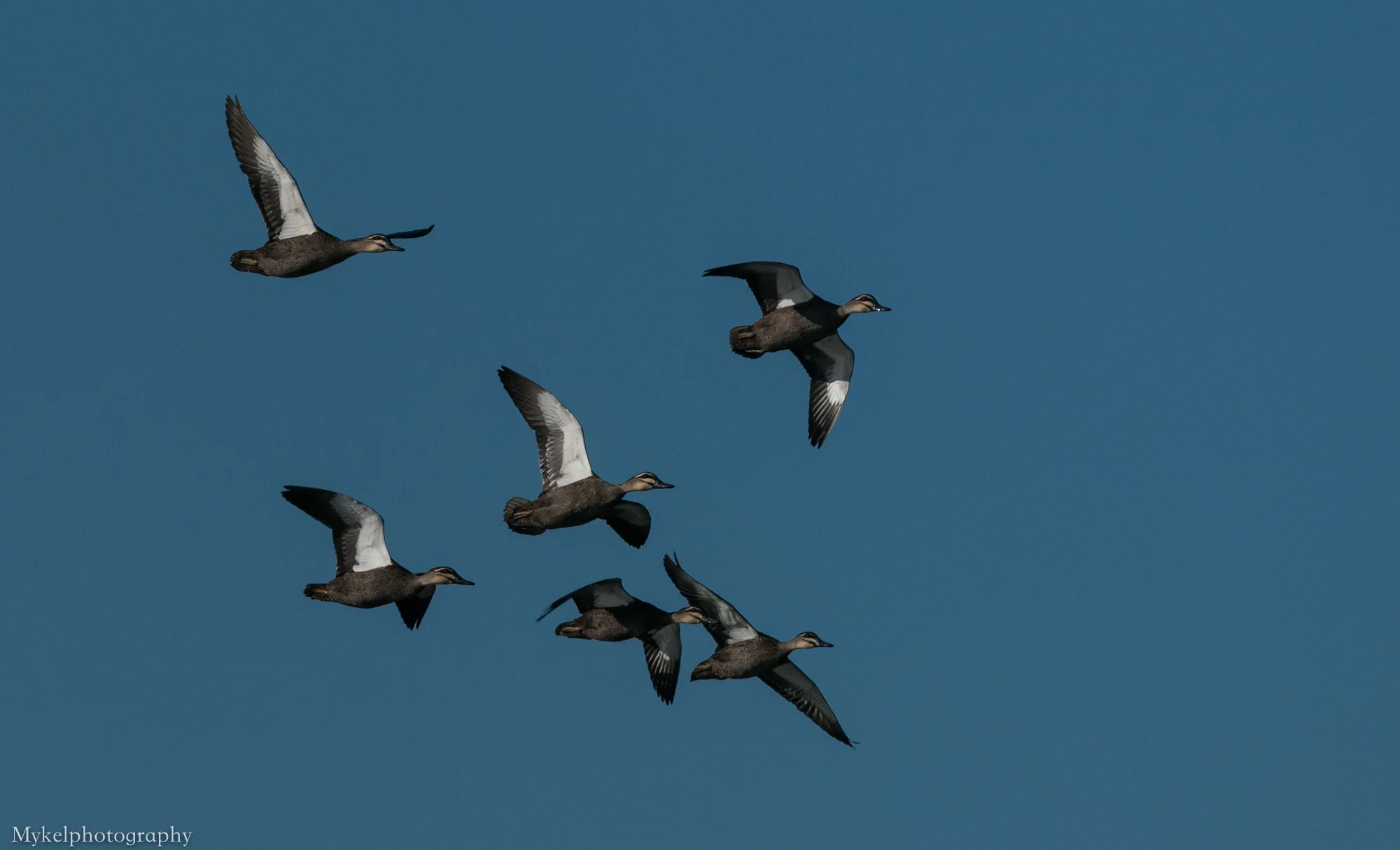 Pacific Black Duck, Anas superciliosa Anatidae