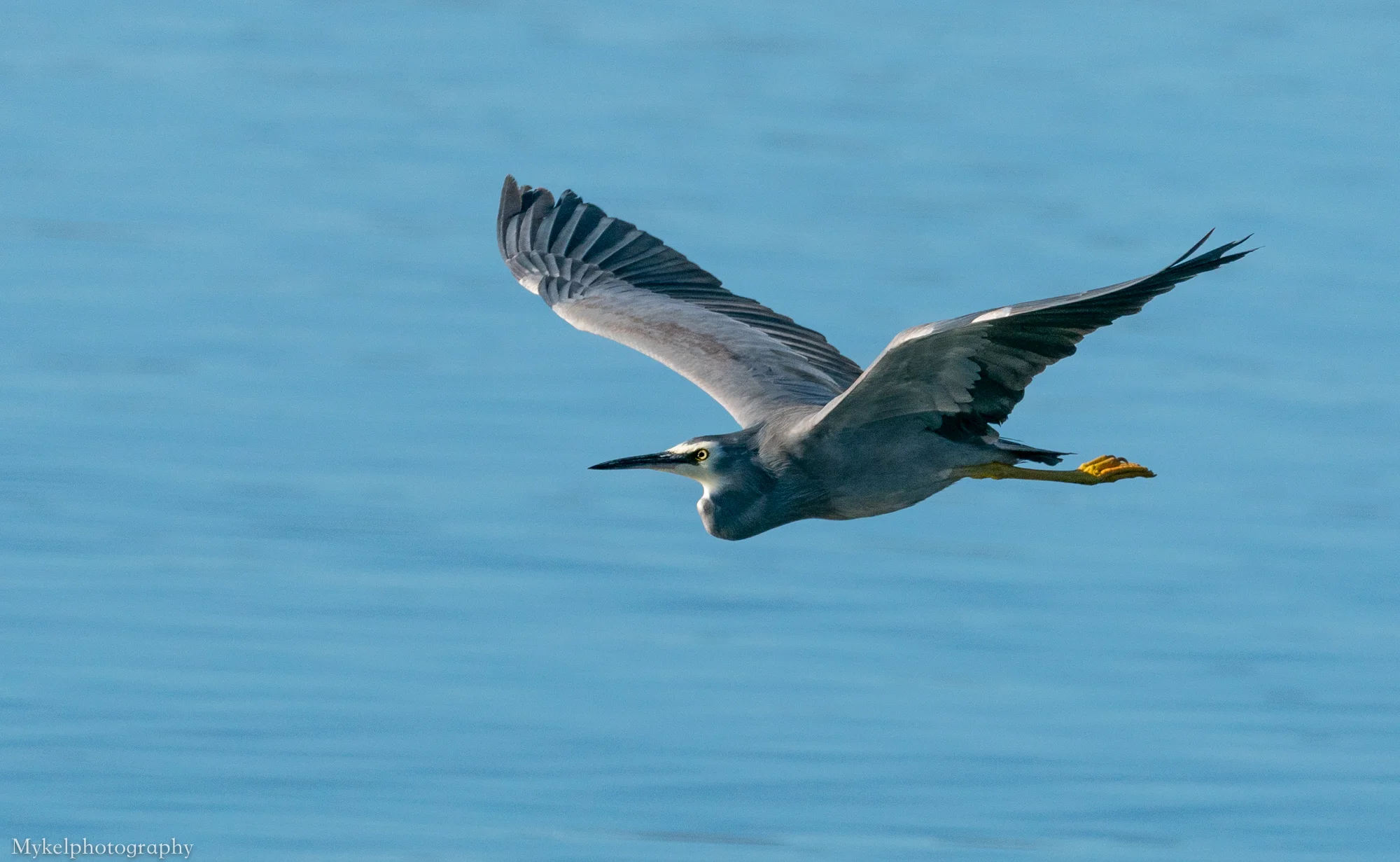  White-faced Heron, Egretta novaehollandiae Ardeidae