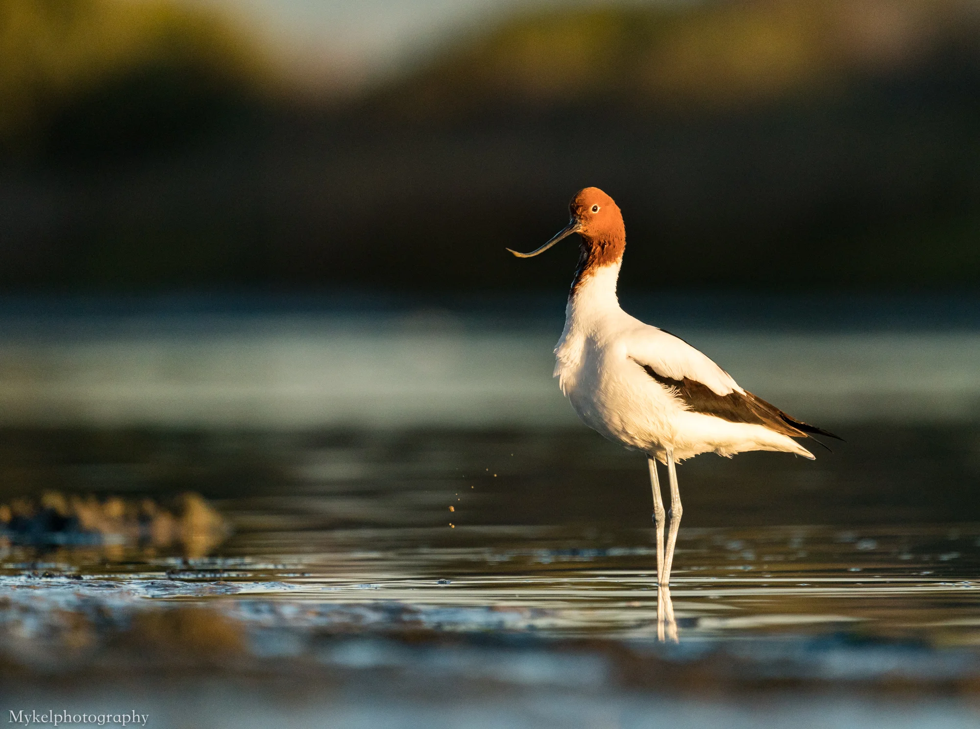  Red-necked Avocet, Recurvirostra novaehollandiae, Recurvirostridae