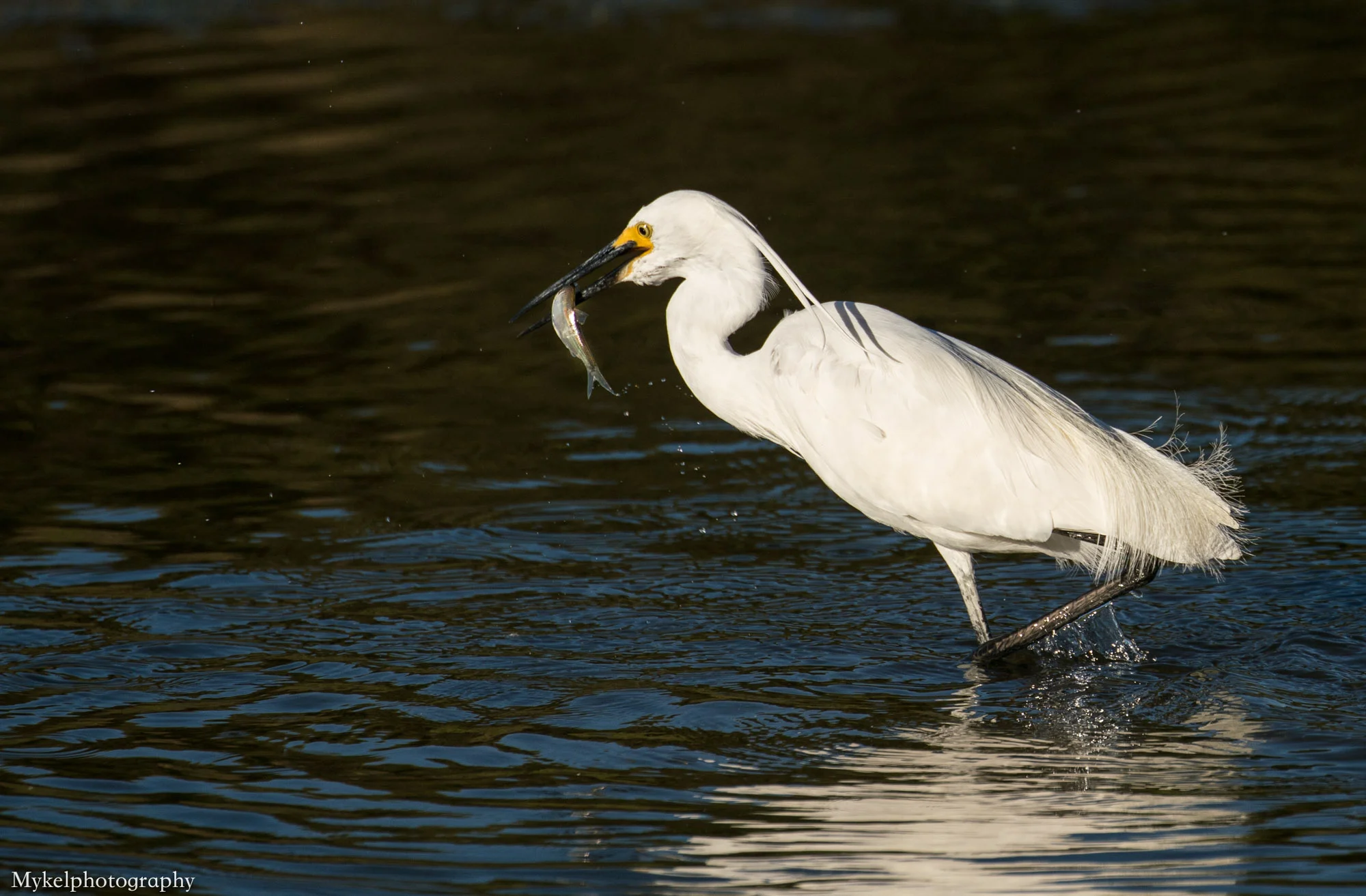  Little Egret, Egretta garzetta Ardeidae