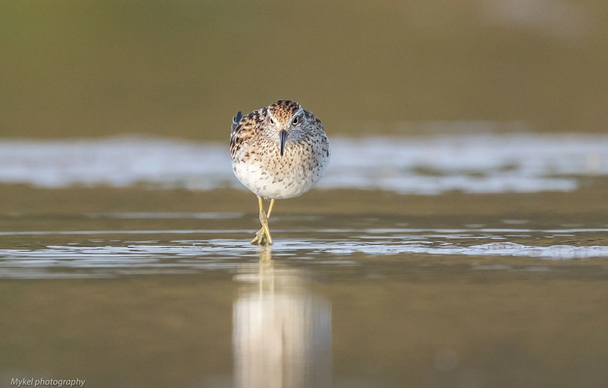  Sharp-tailed Sandpiper, Calidris acuminata Scolopacidae