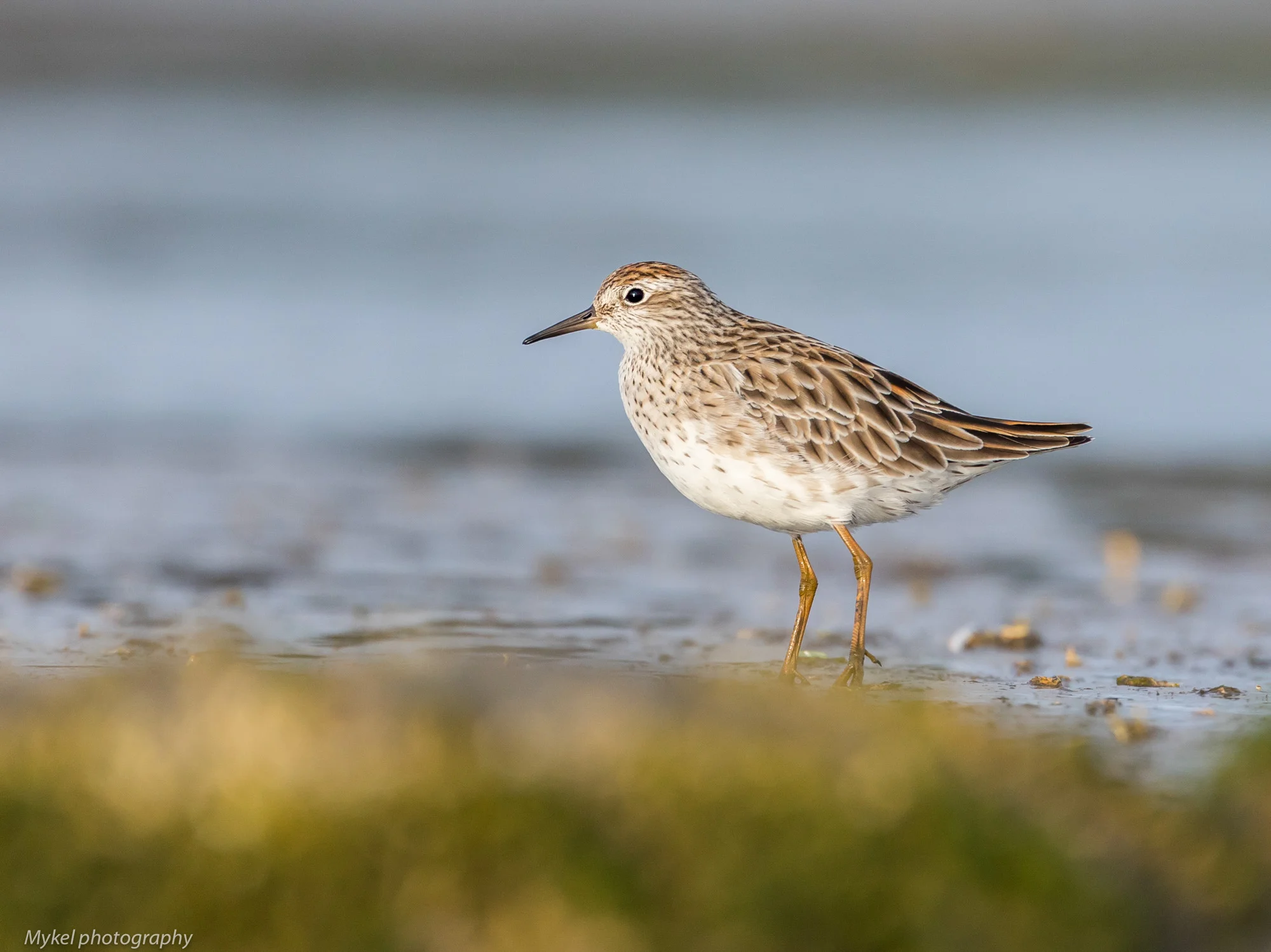  Sharp-tailed Sandpiper, Calidris acuminata Scolopacidae