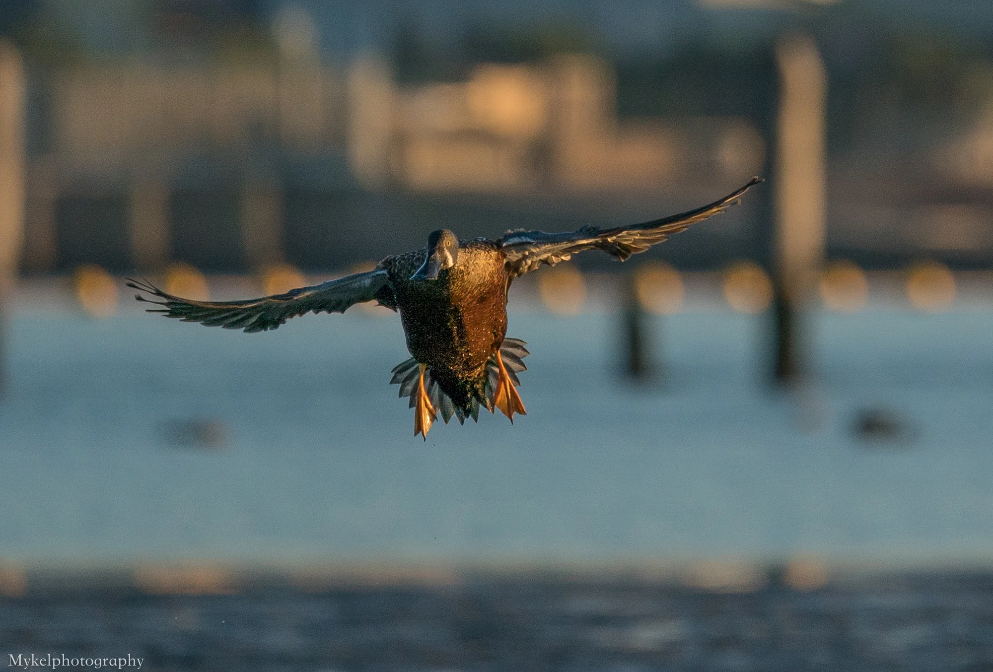  Australasian Shoveler, Anas rhynchotis Anatidae