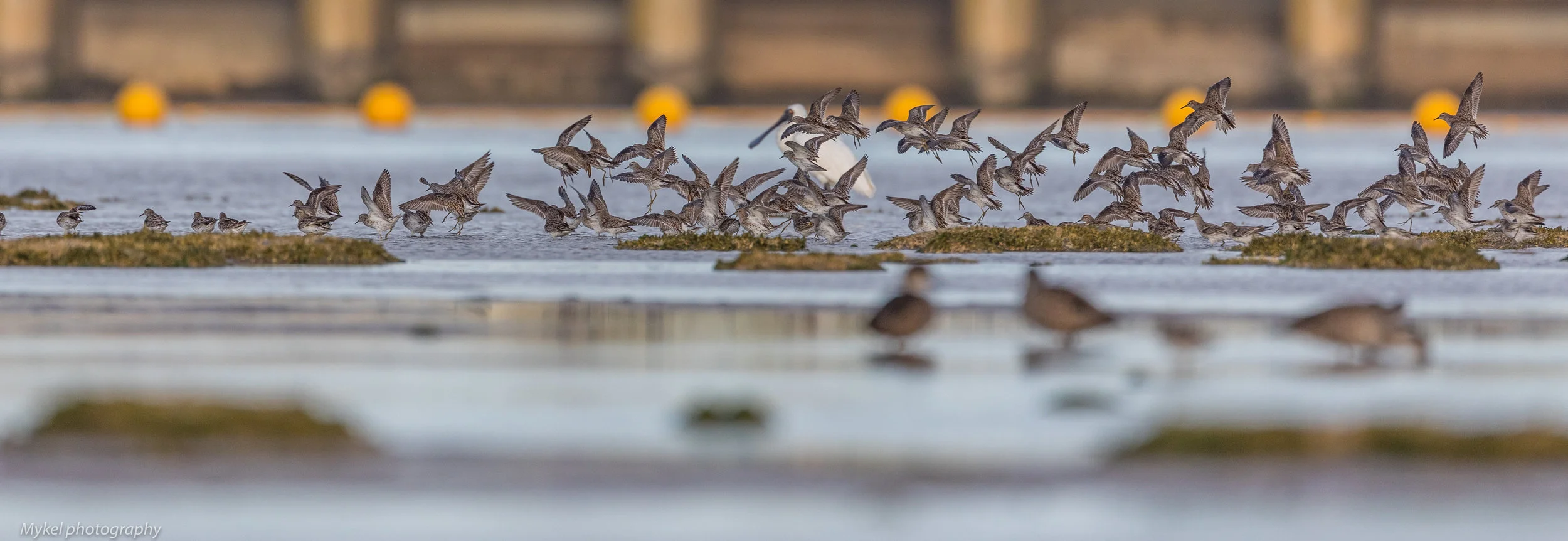  Incoming flock...