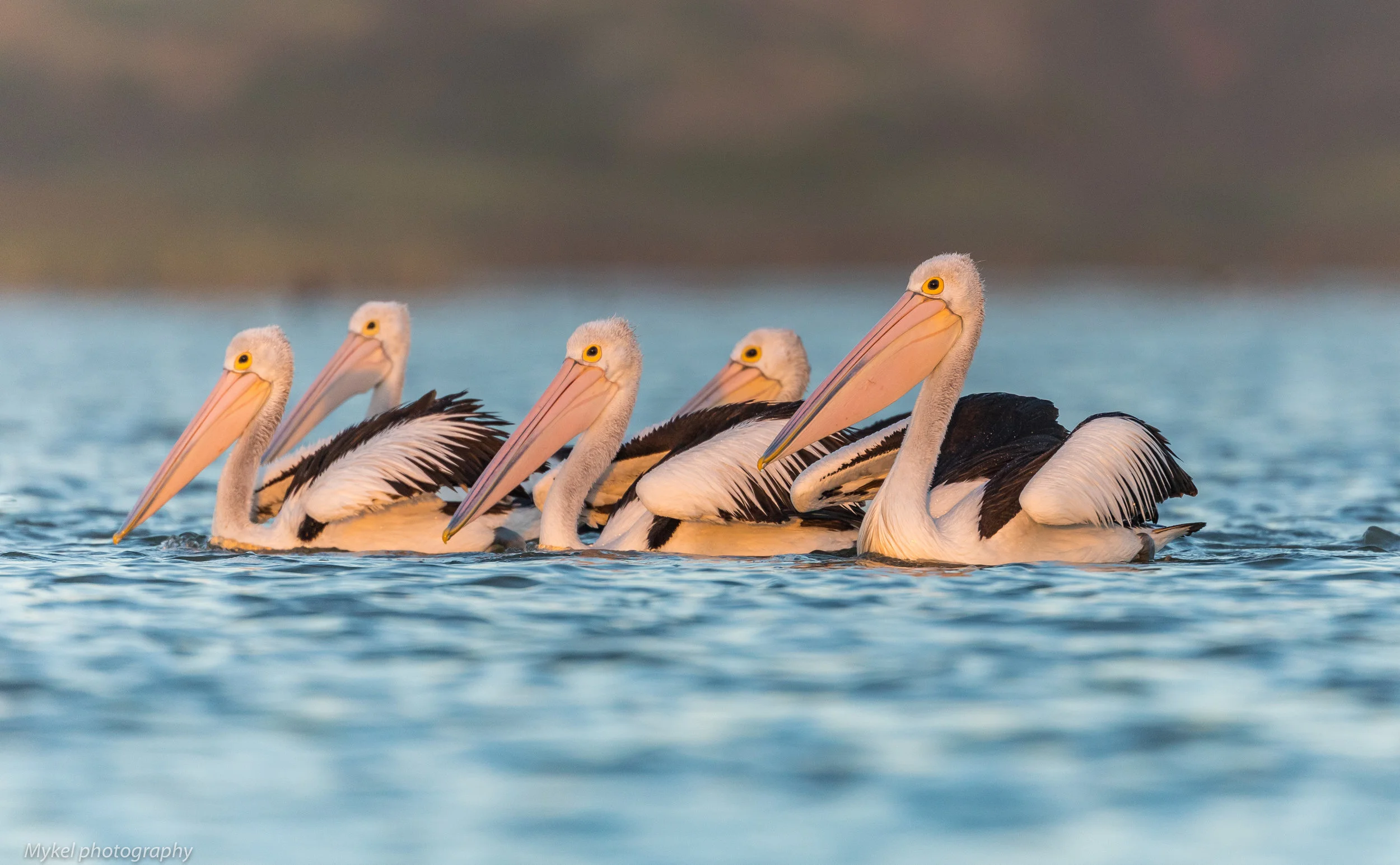  It just would not be a morning down the Coorong with out the Pelicans....