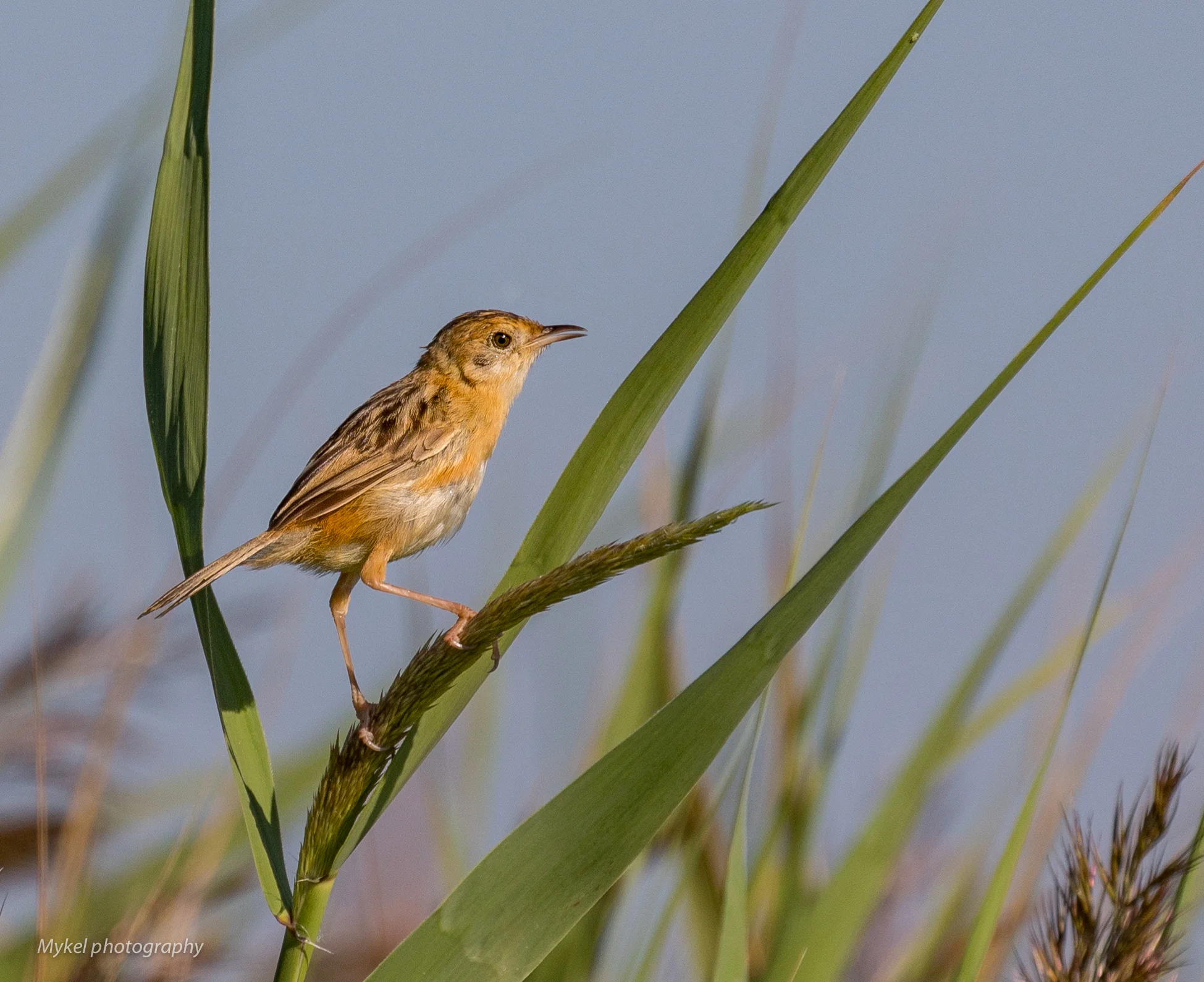  The morning songster, the Golden-headed Cisticola