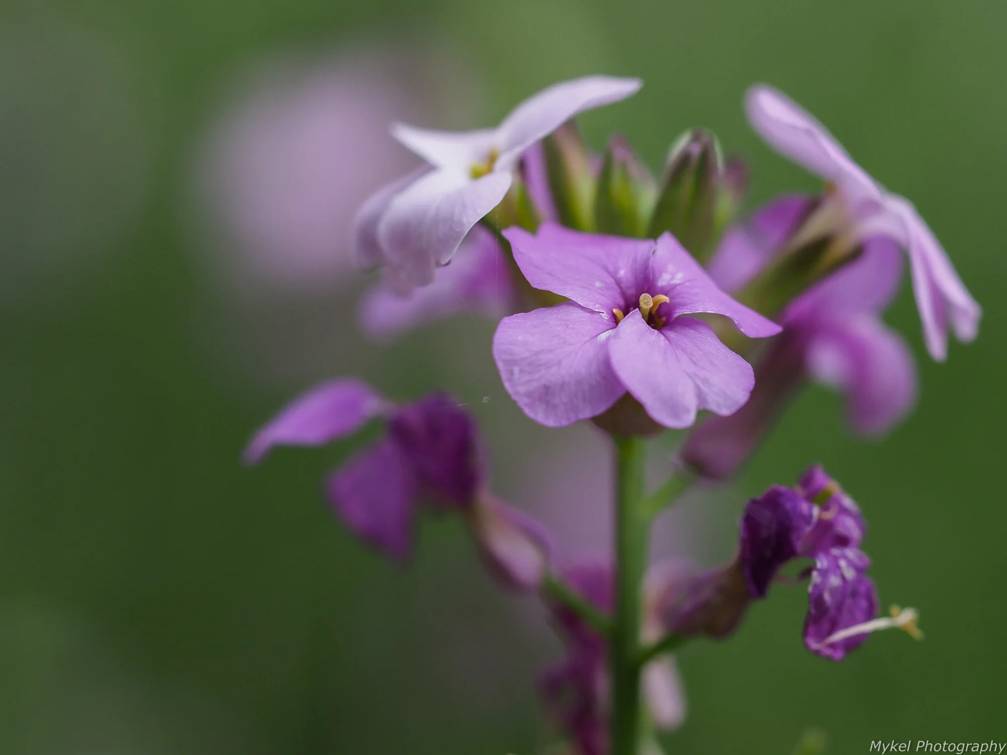 20150414-P4140028.jpg